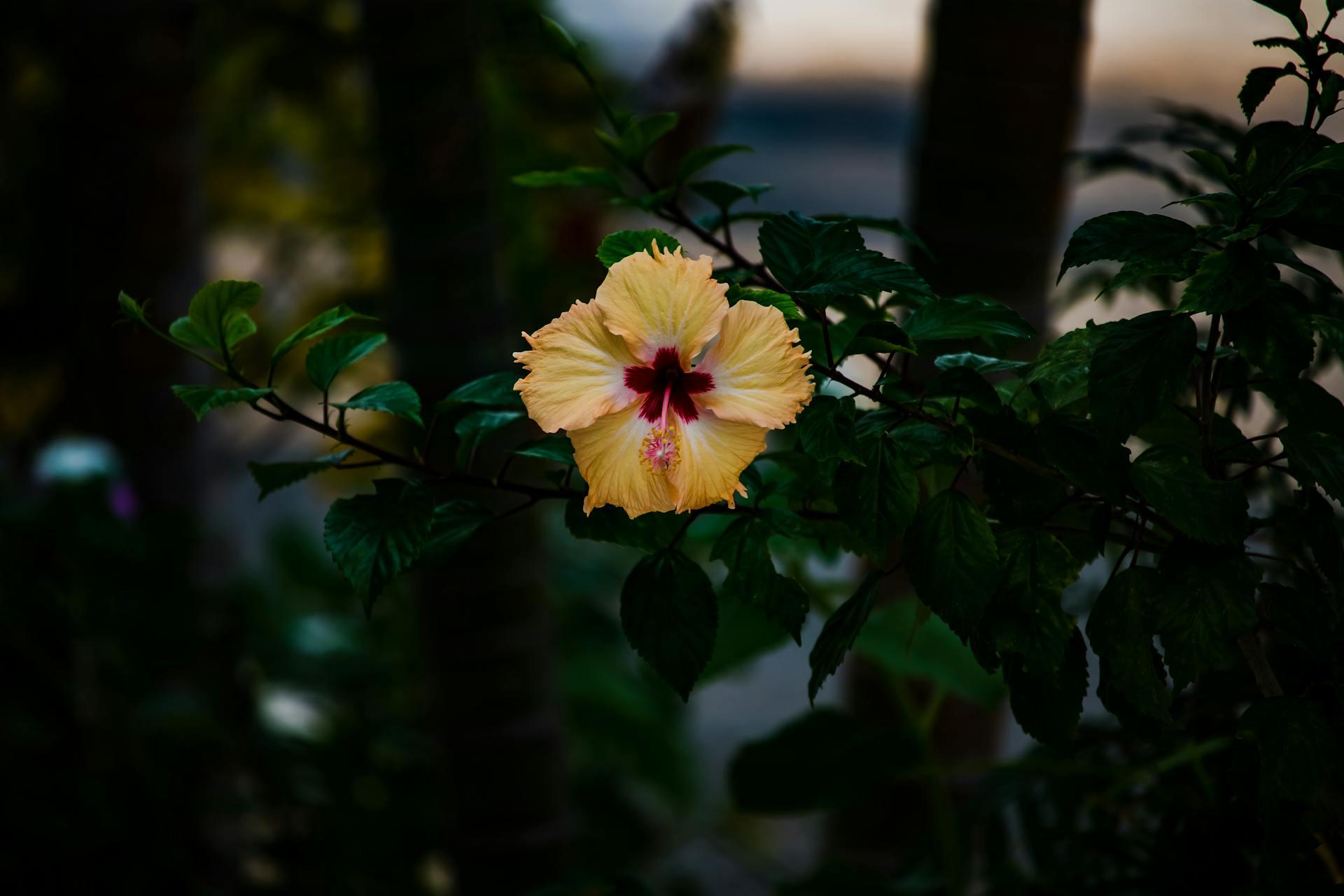 a yellow hibiscus flower in the evening
