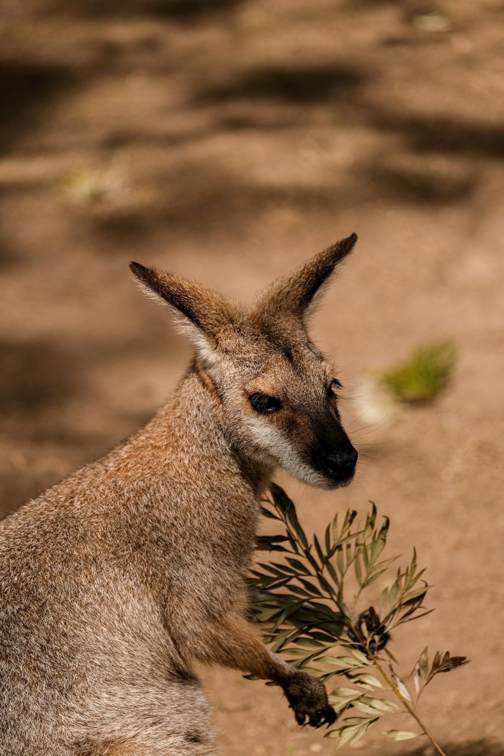A close-up of a kangaroo with a leafy branch, set against a soft-focus natural background.