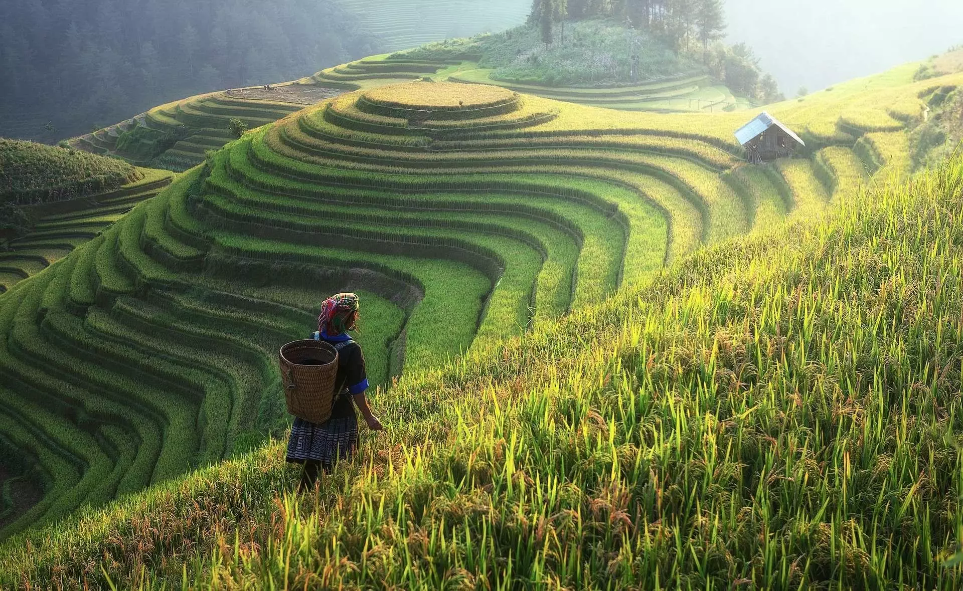 A person standing on a rice field.