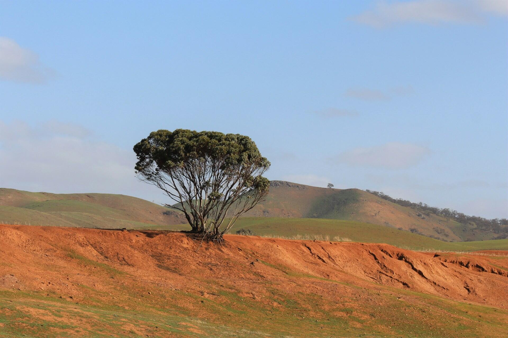 A tree in rural Australia.