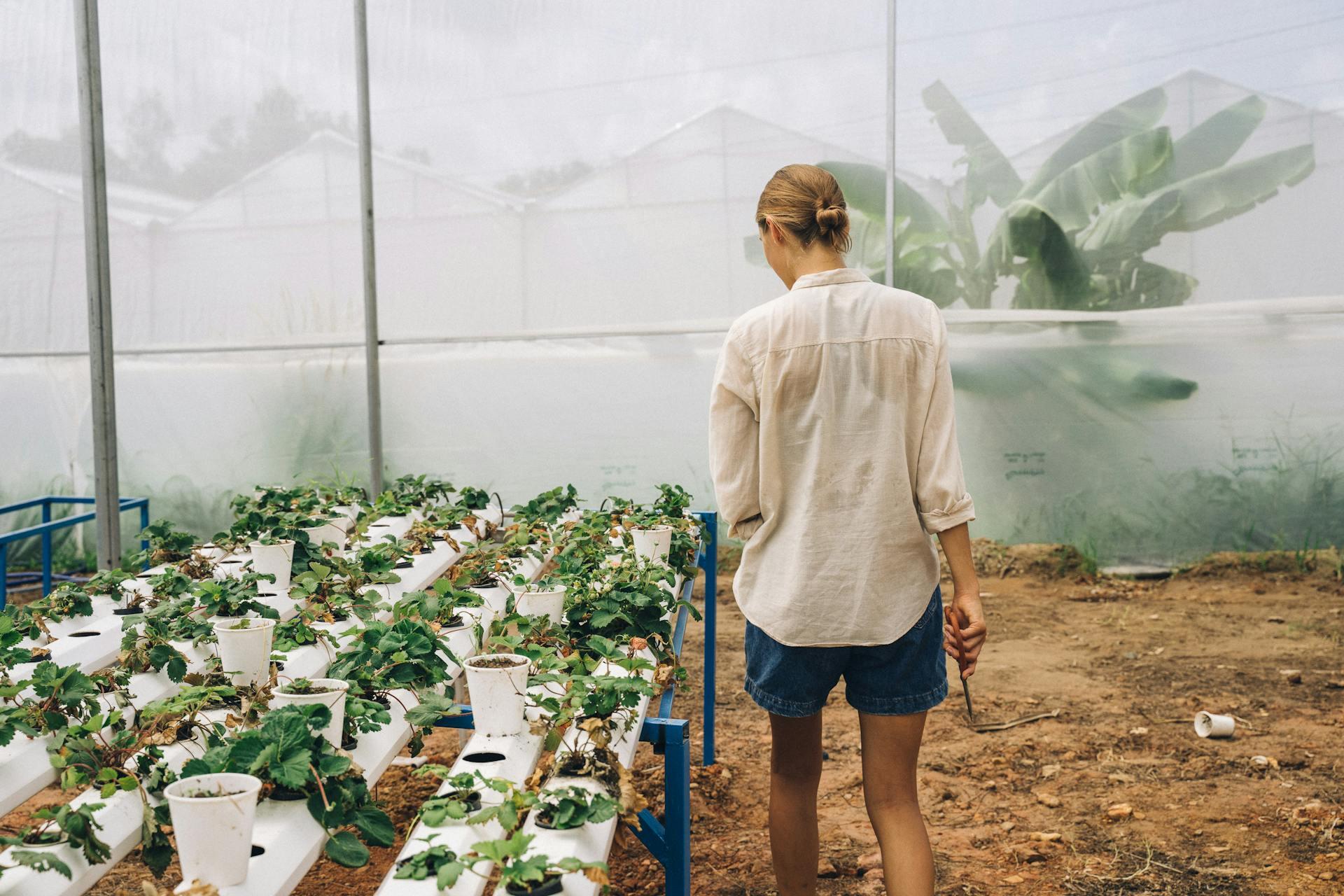 a scientist walking in a greenhouse full of growing plants