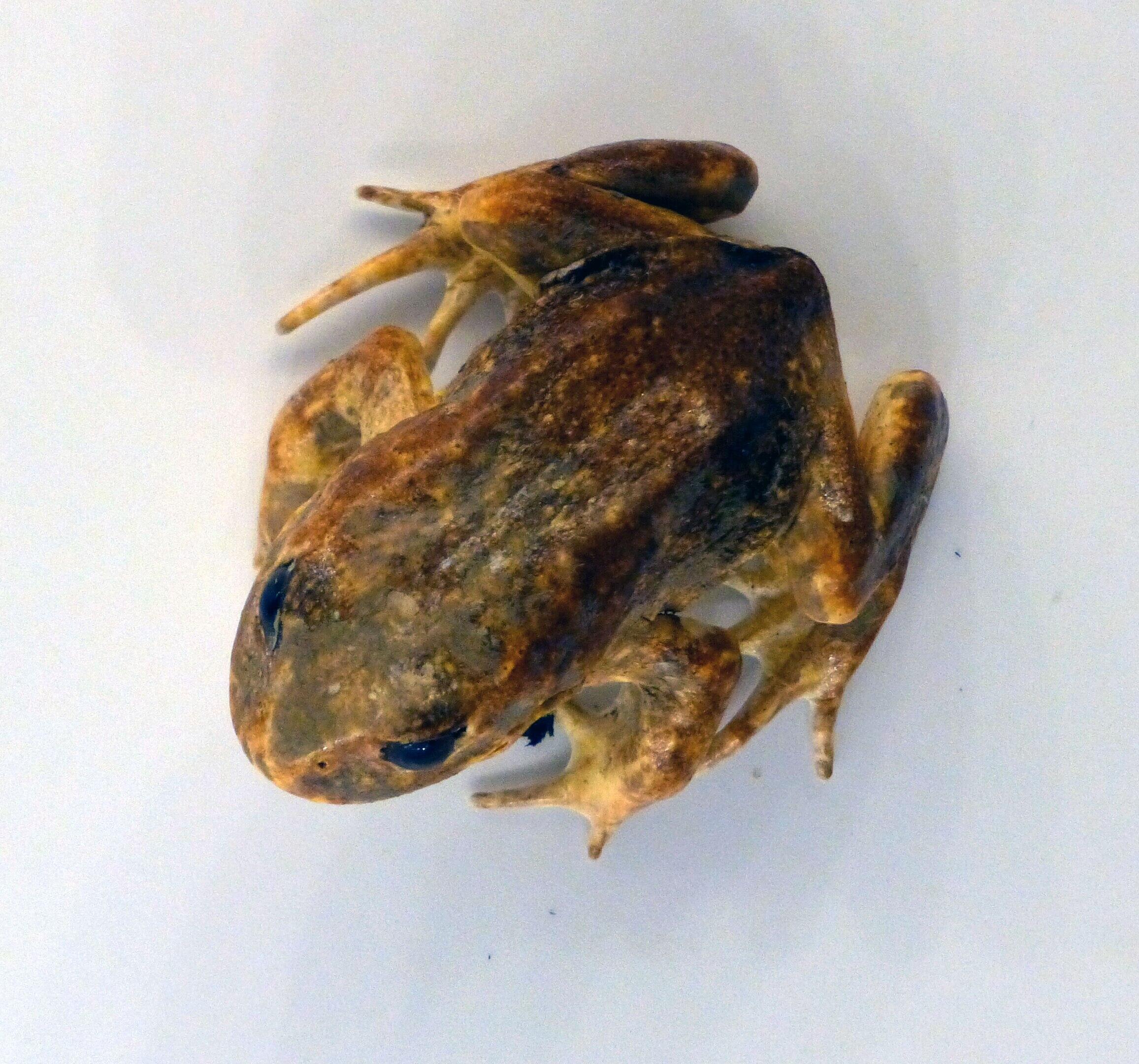 A small frog on a white surface.