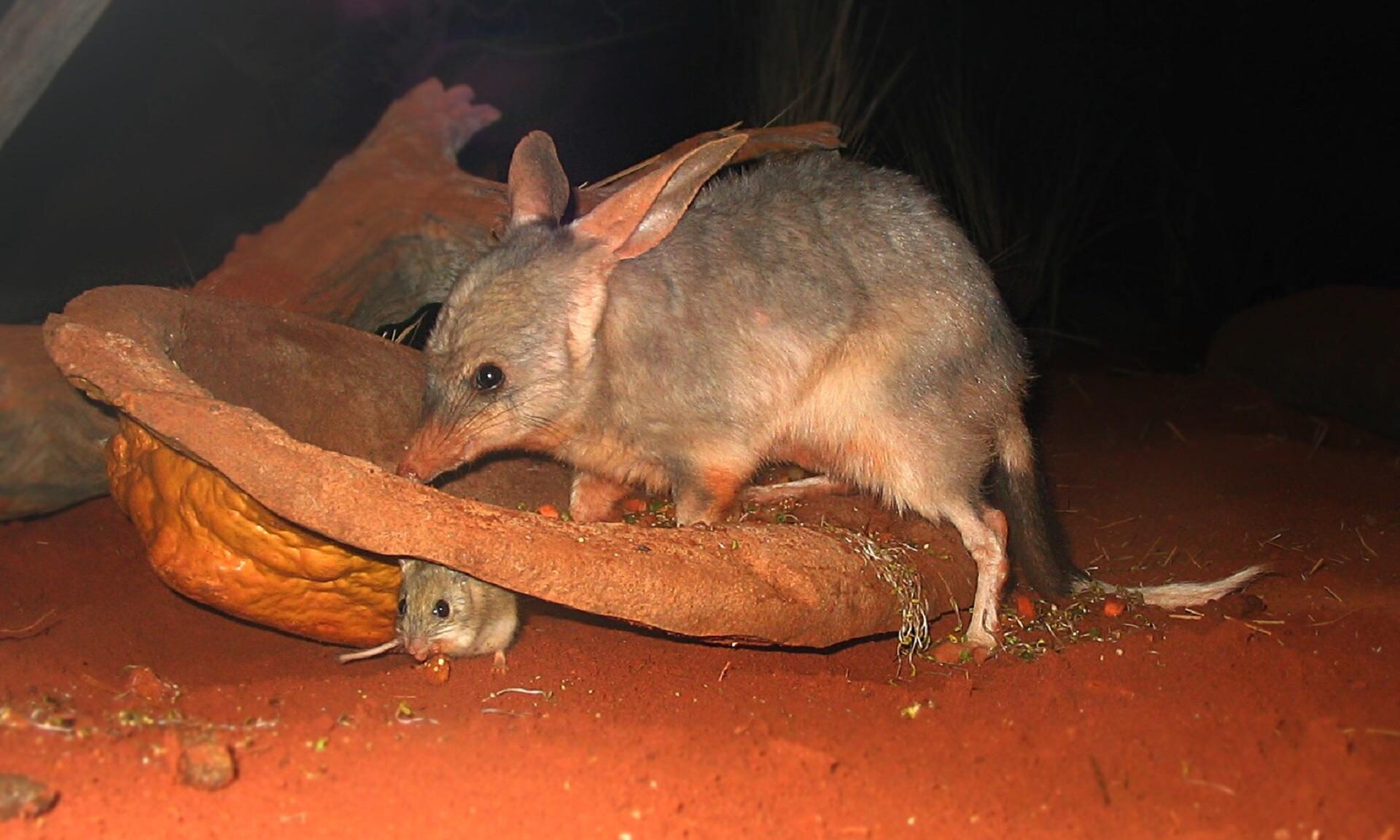 A small animal at night.