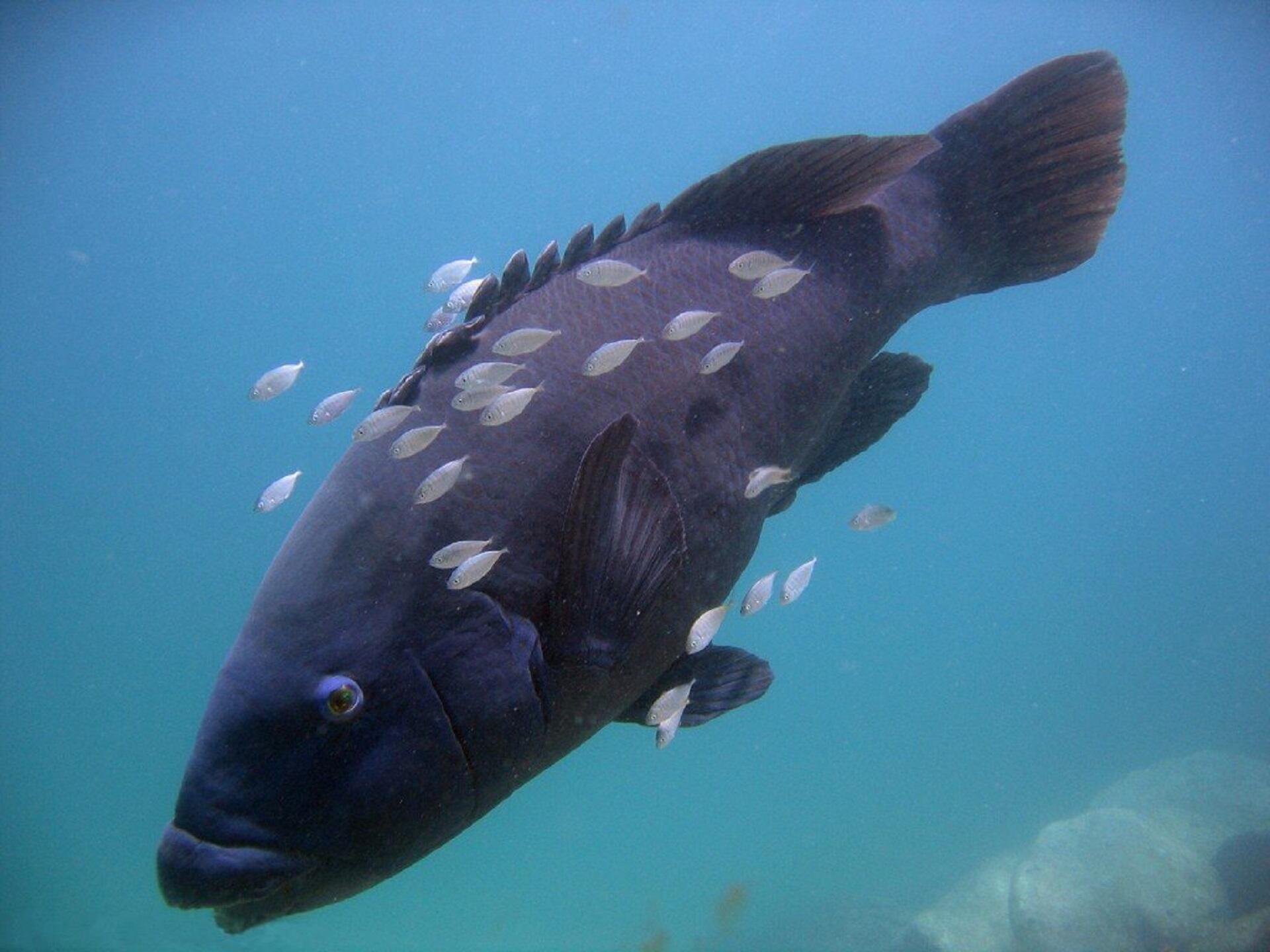 A large black fish with smaller white fish swimming around it.