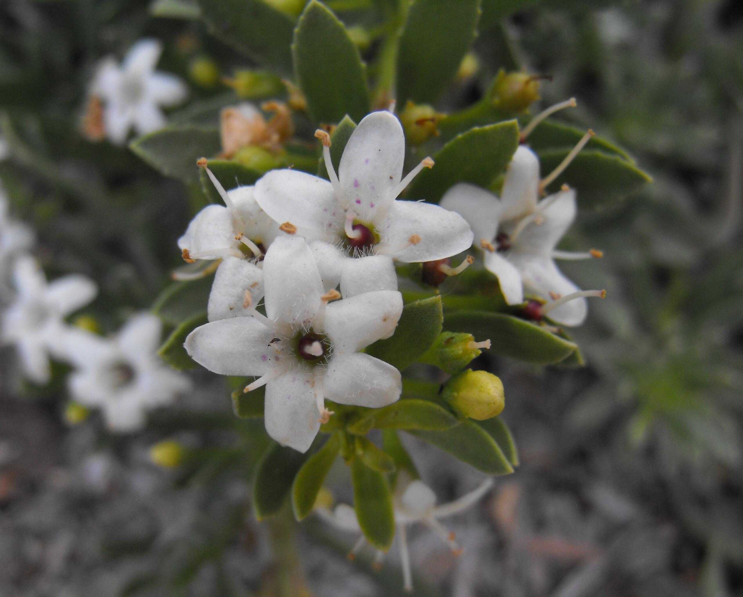 A white flower surrounded by green leaves.