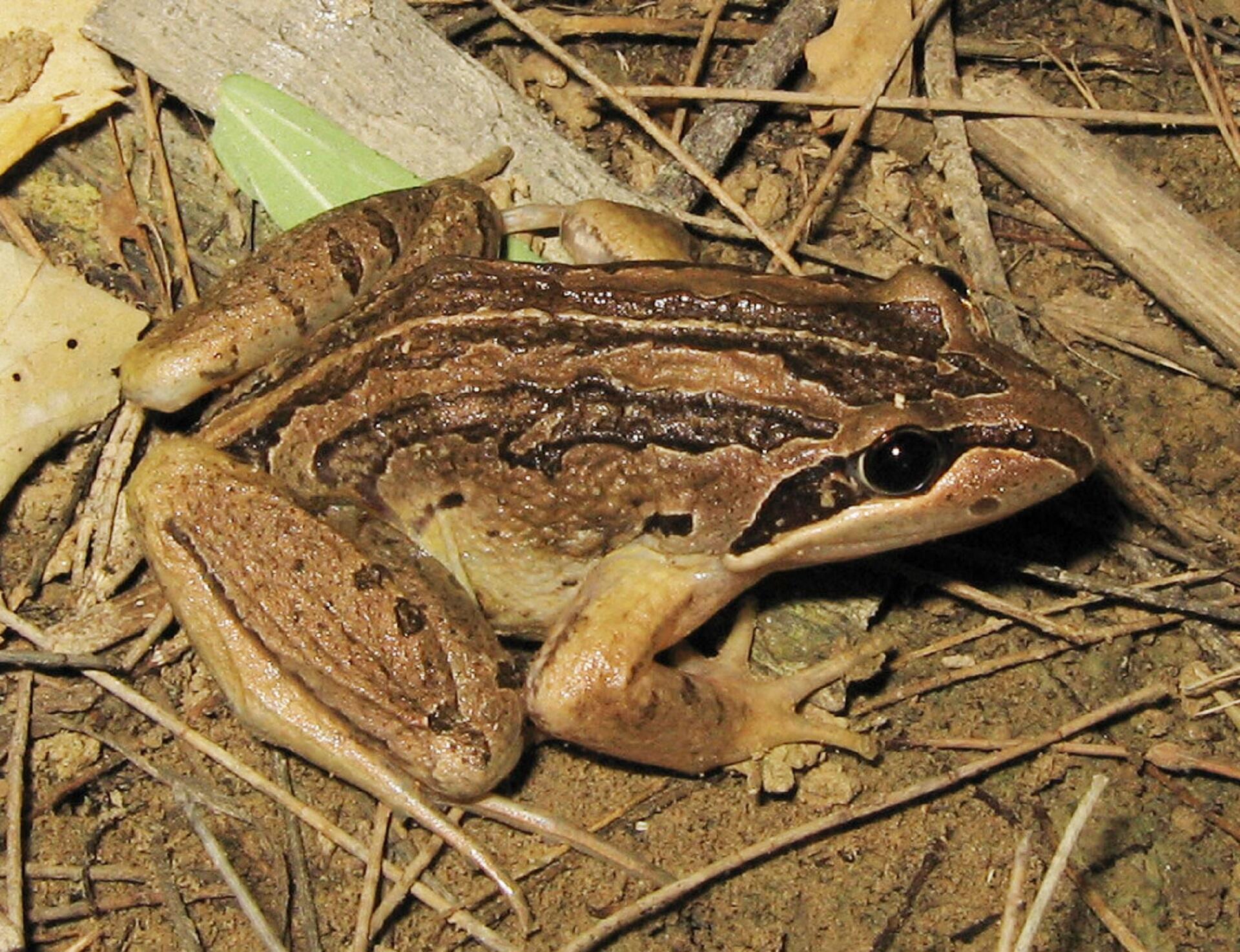 A brown frog on a sunny day. 