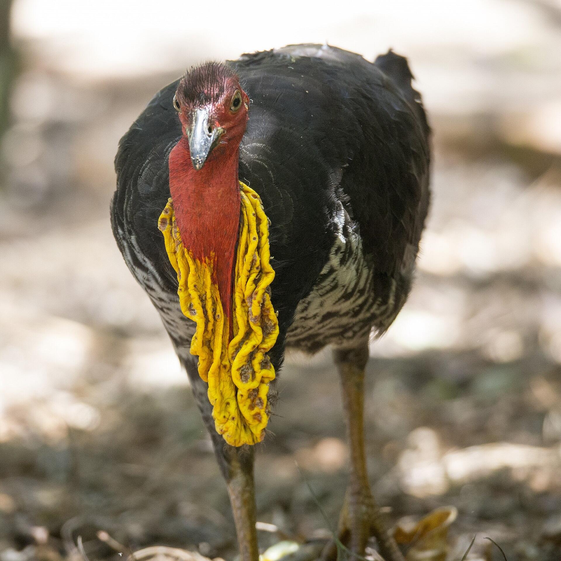 A large black bird with a yellow frill and red head. 