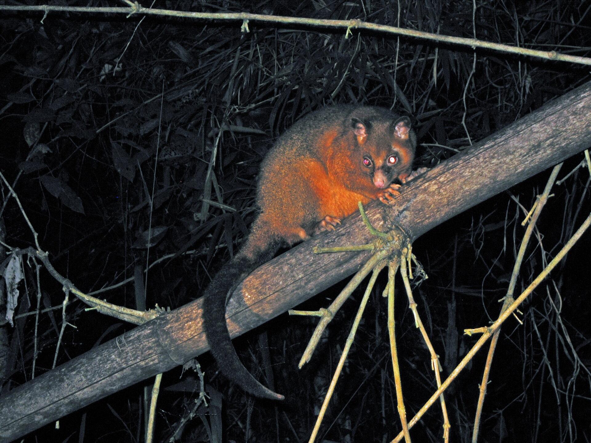 A brown animal with a long tail on a tree branch at night.