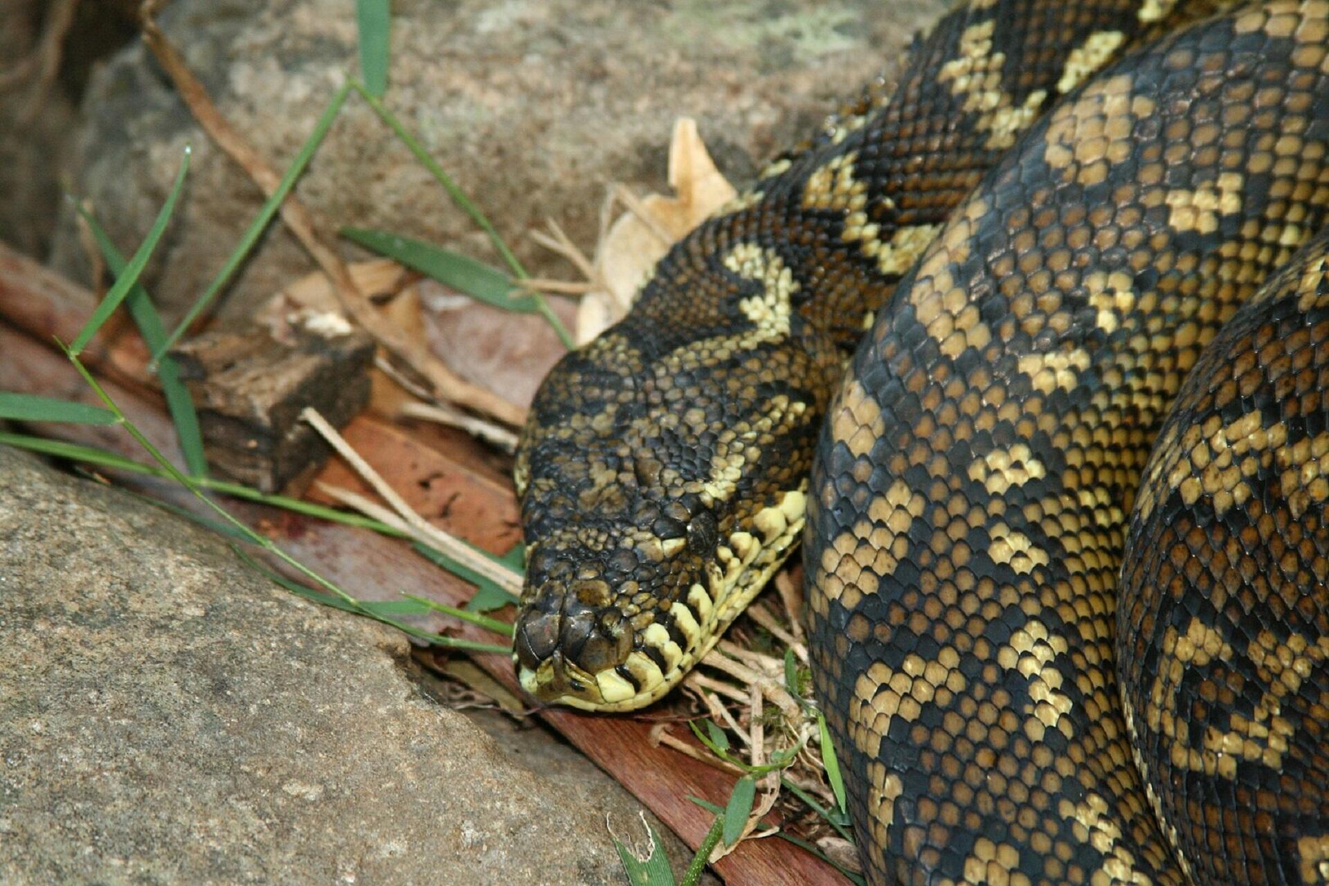 A curled up snake outdoors.