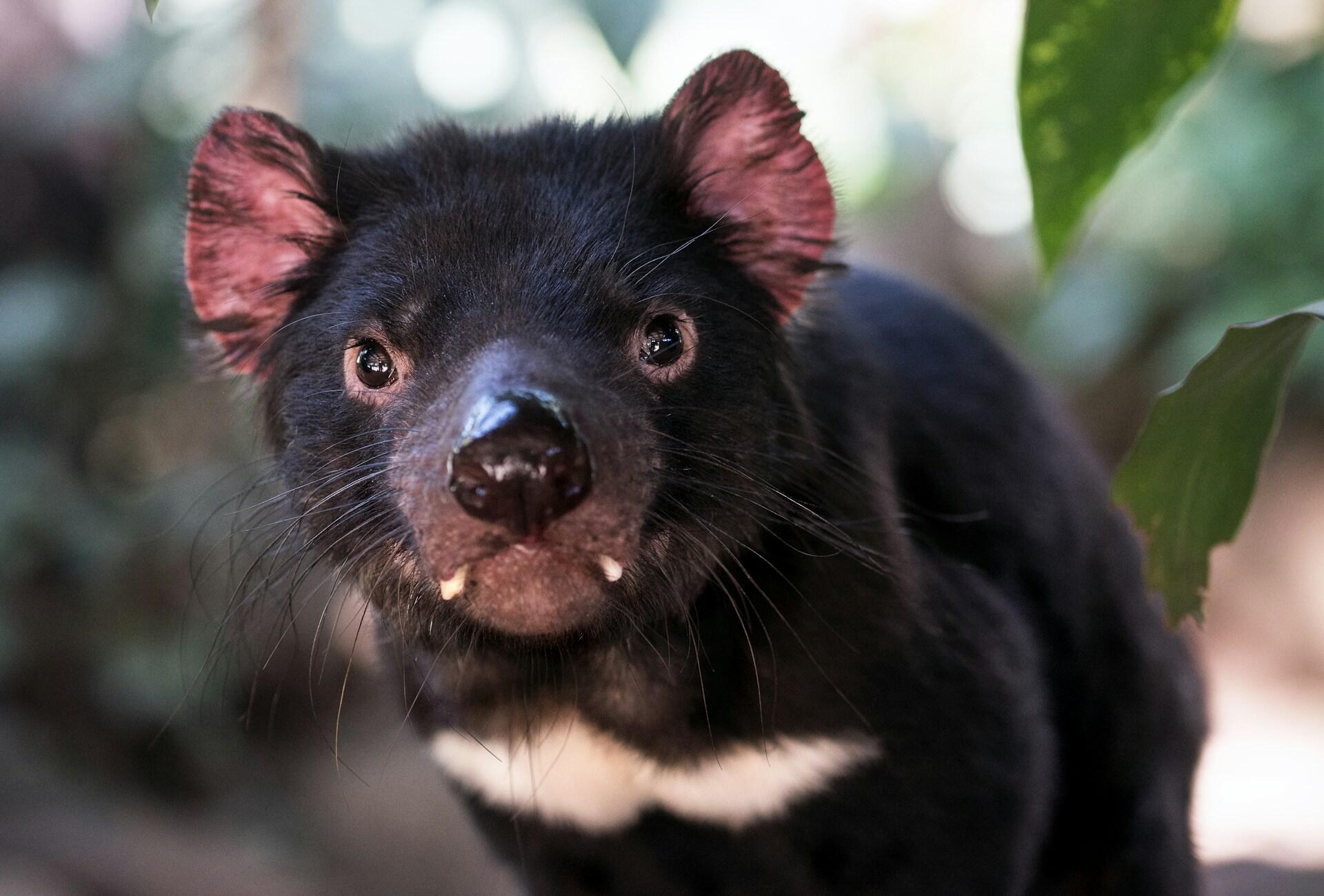 A brown animal with a white breast patch.