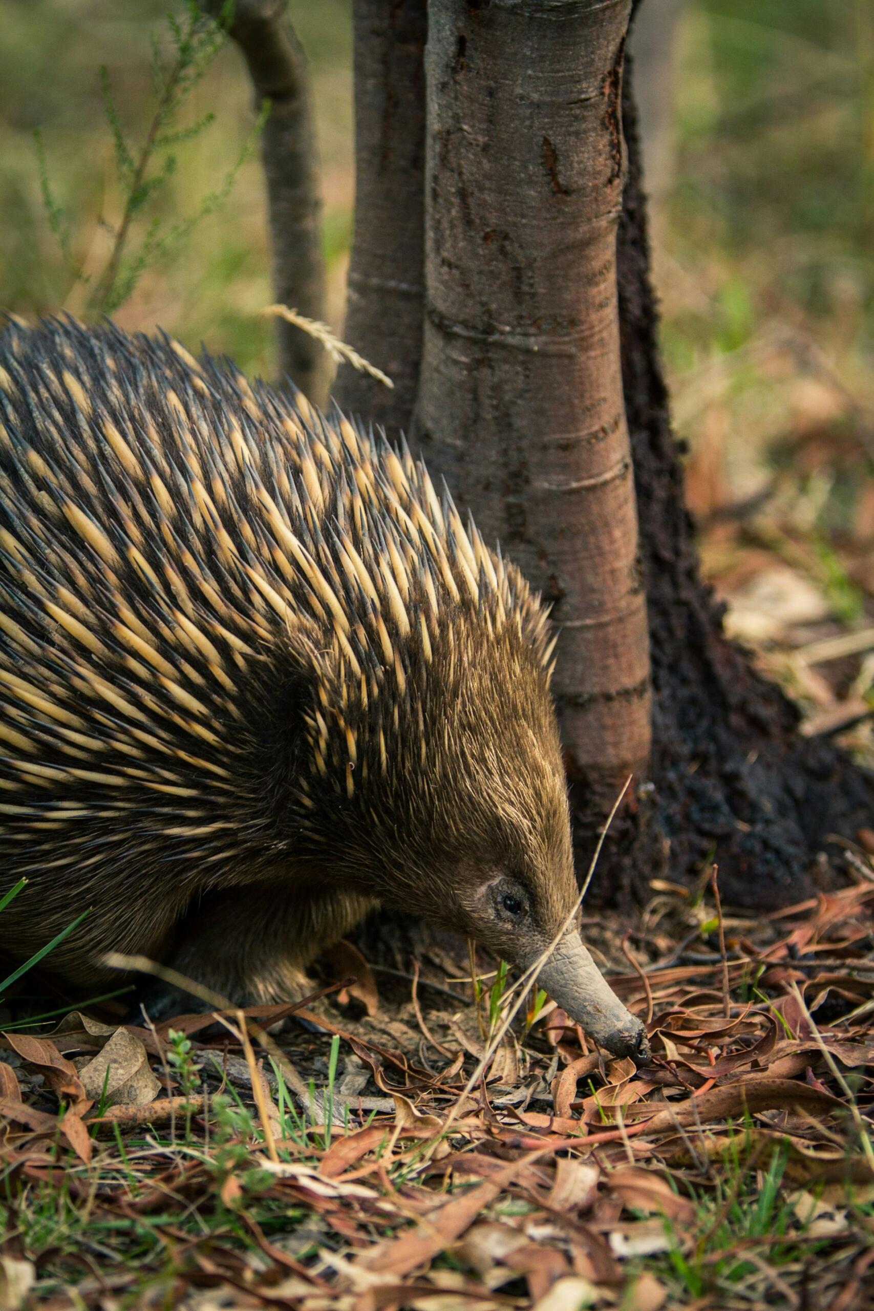 A small, prickly animal with a long snout by a tree.