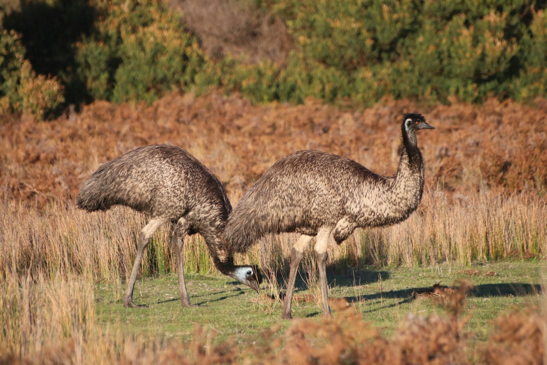 Two emus on a sunny day.