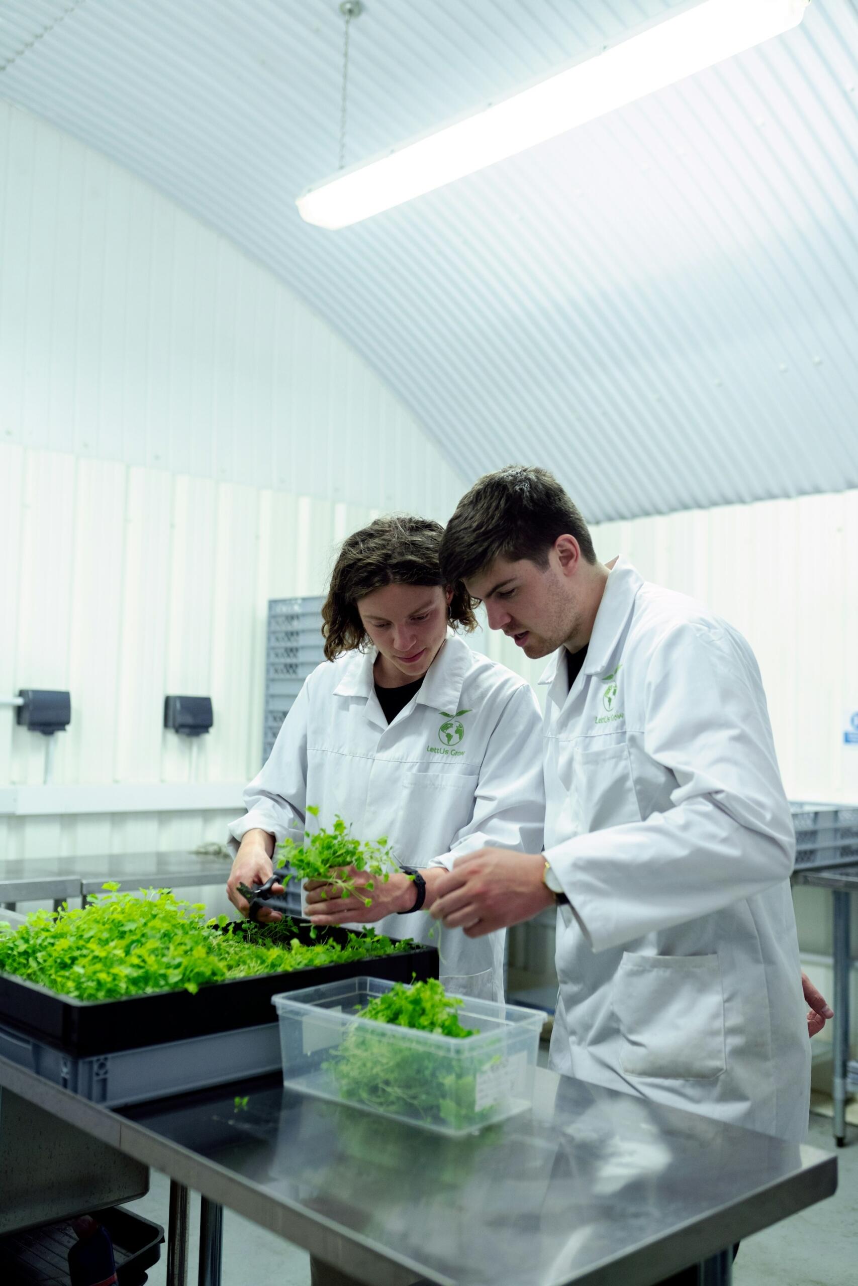 Two people in a greenhouse examining plants.