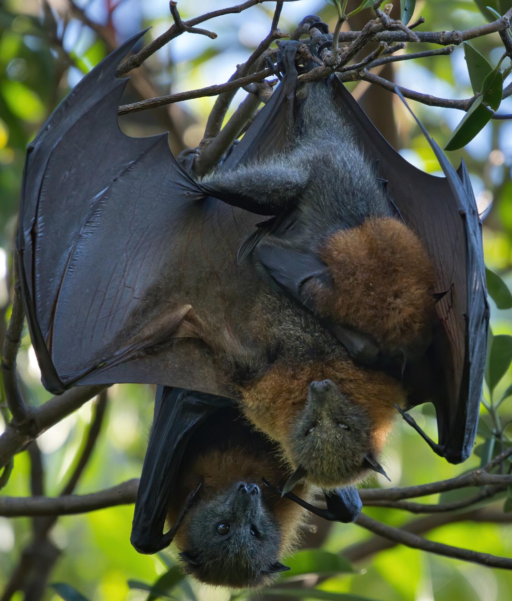 A pair of bats hanging in a tree on a sunny day.