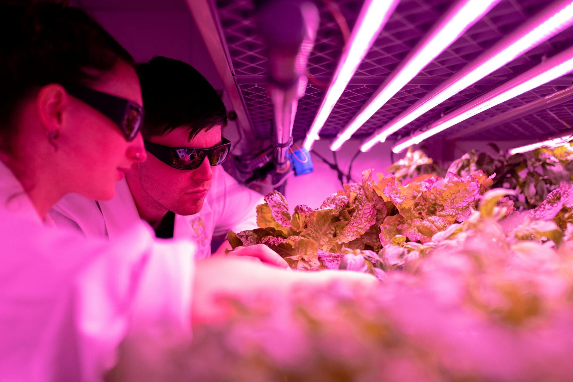 two scientists looking at plants growing in lab under red light