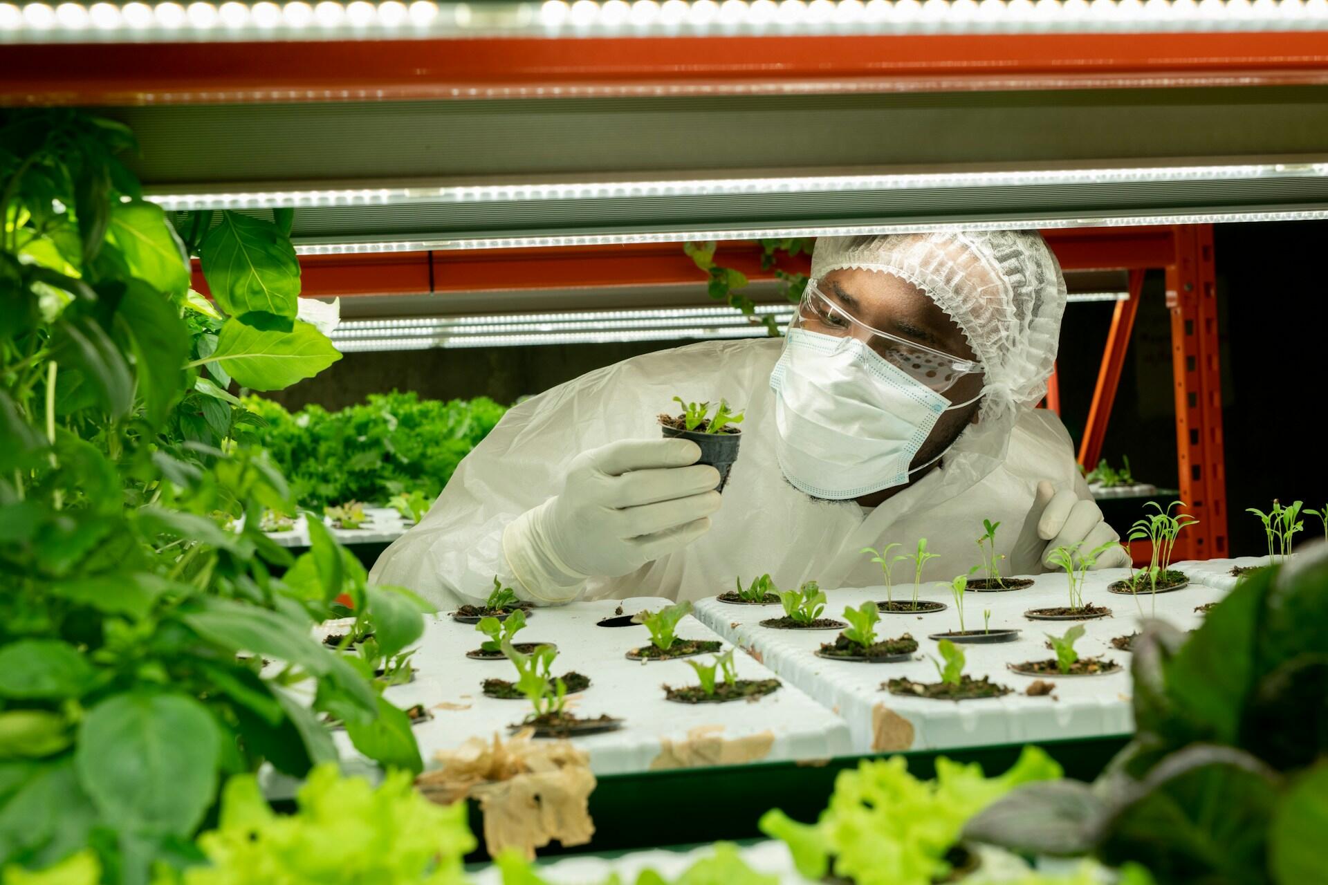 A person wearing white safety gear and goggles inspects a plant.