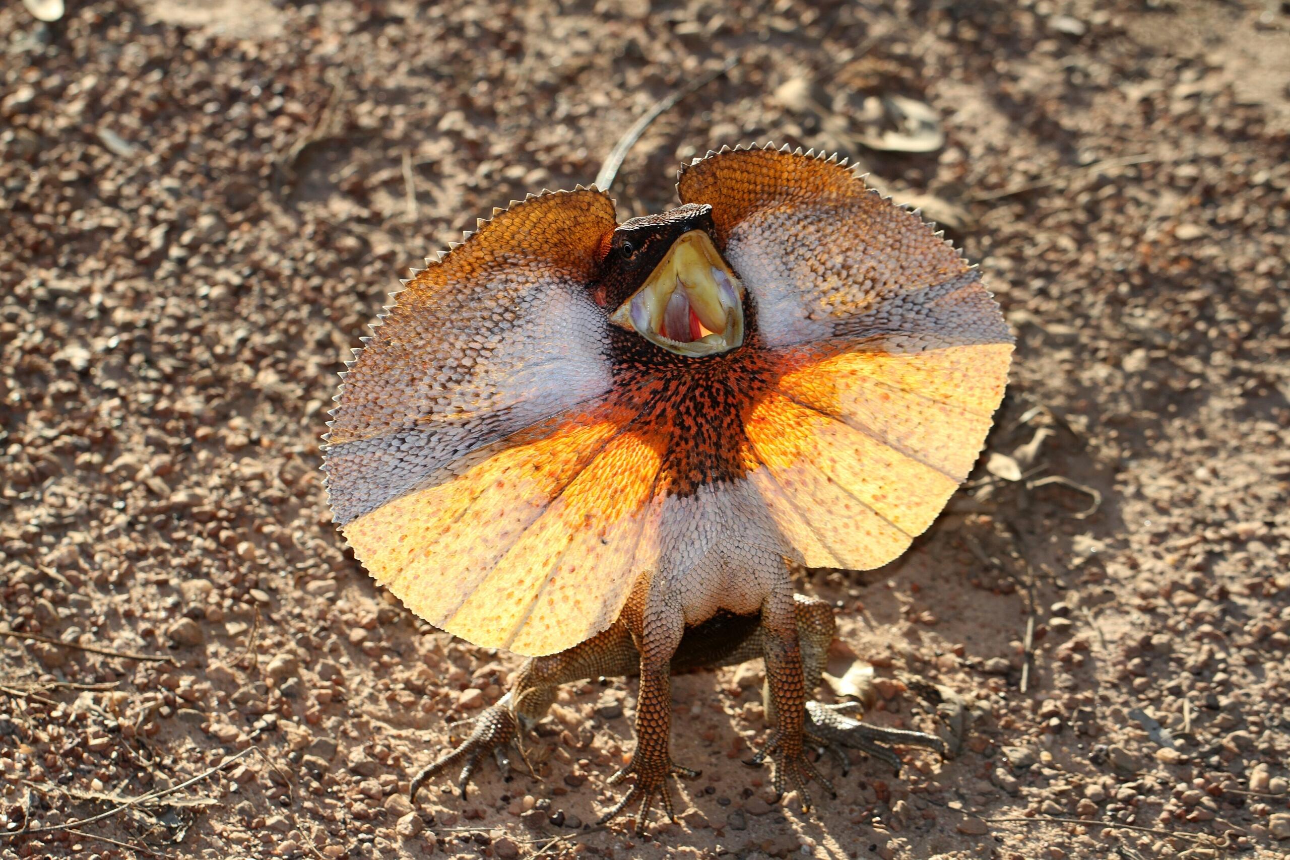 A lizard with a neck frill and open mouth on a sunny day.