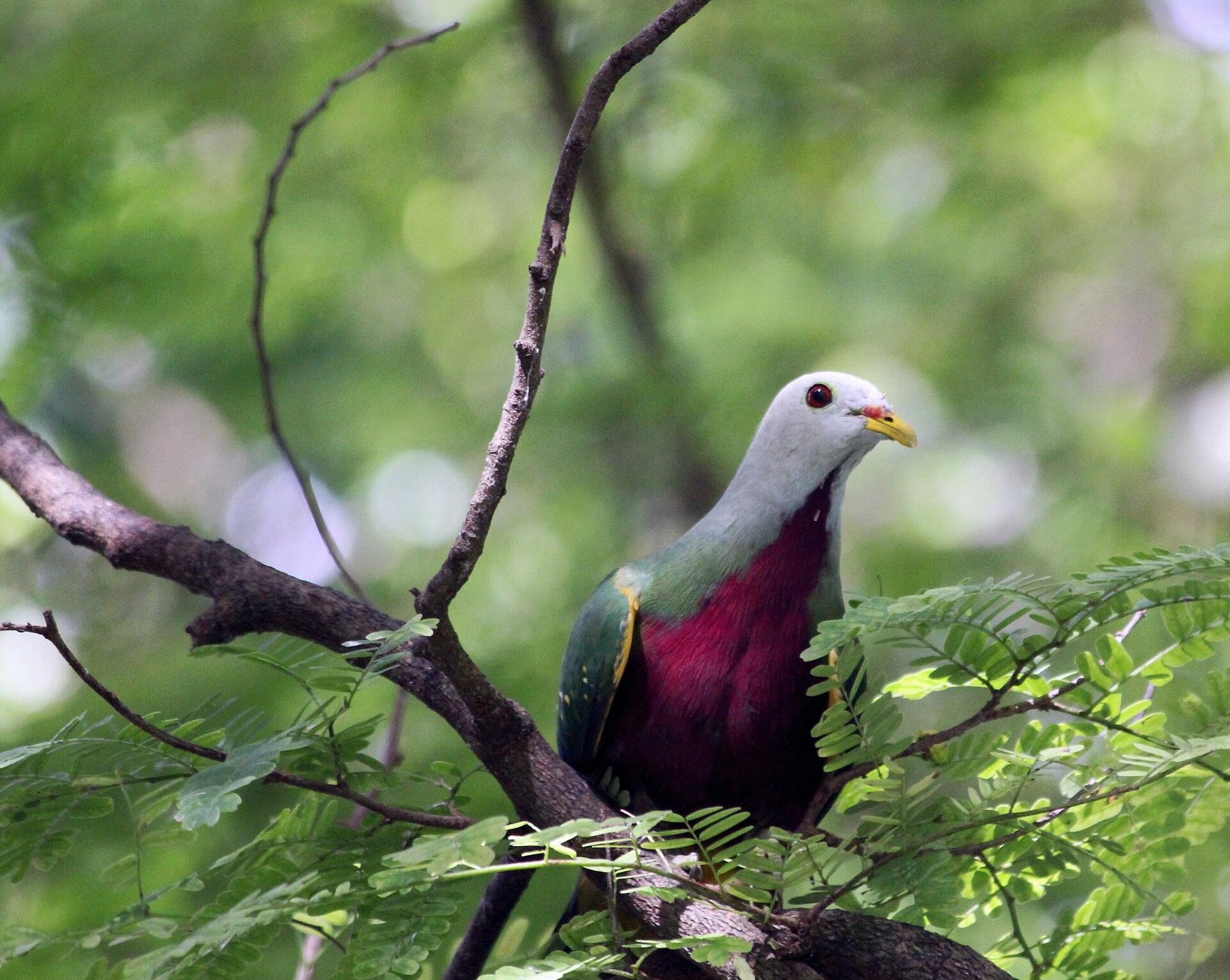 A red and green bird in a forest