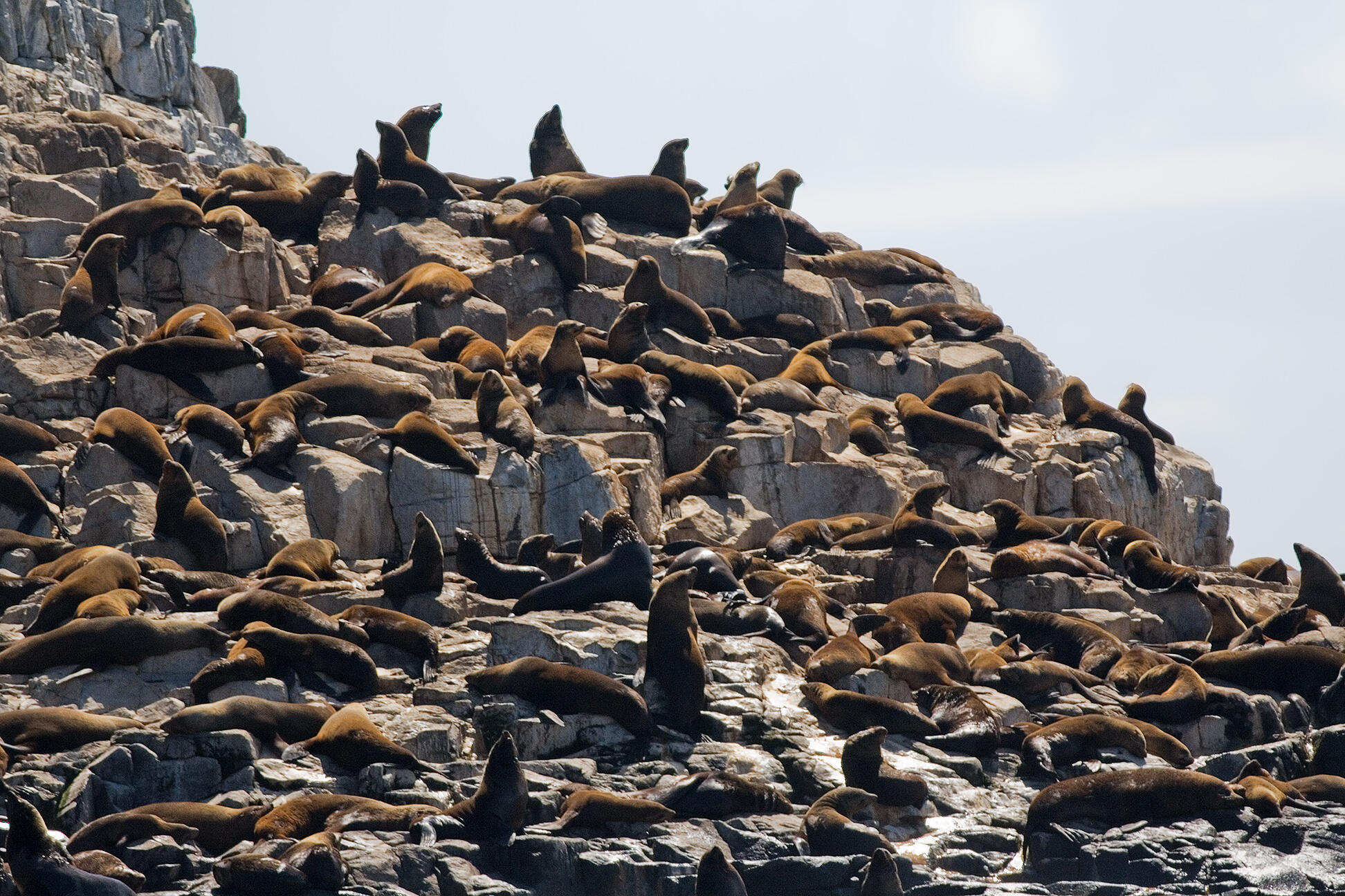A seal colony on rocks on a cloudy day.