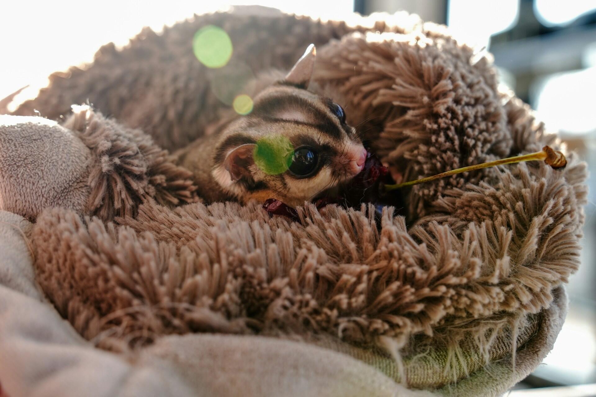 A small animal with distinctive markings in a nest.