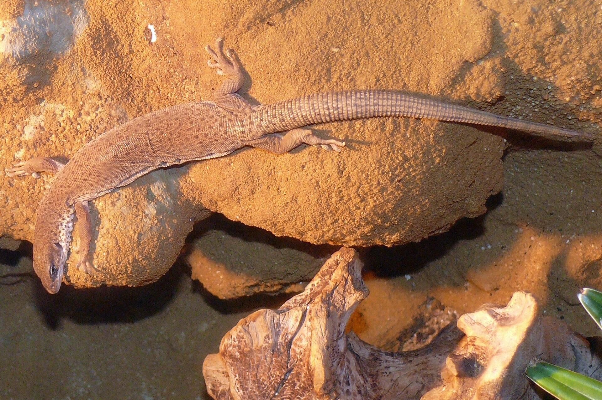A light brown lizard on a reddish rock on a sunny day.