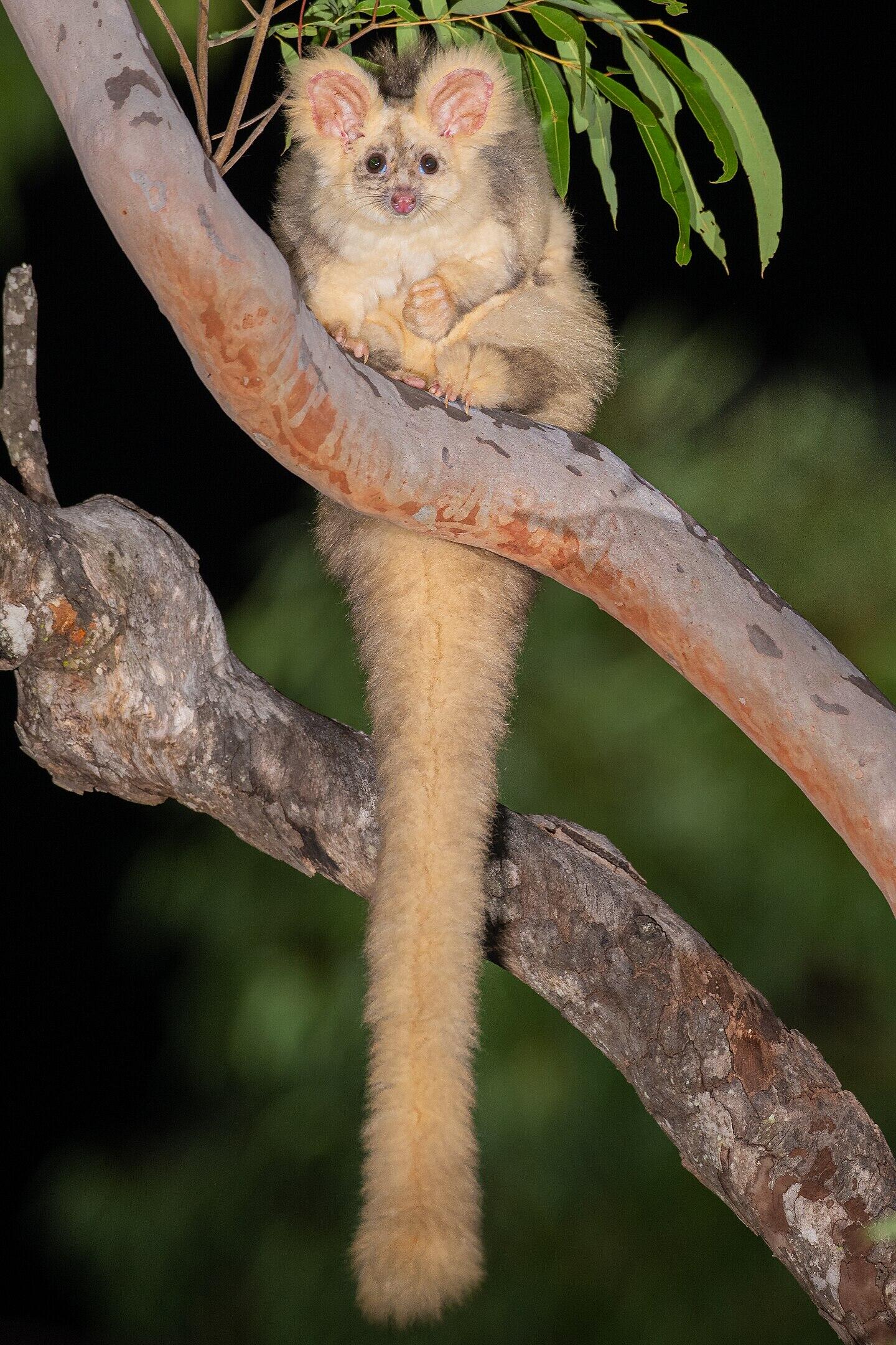 A tawny coloured animal with a long tail at night.