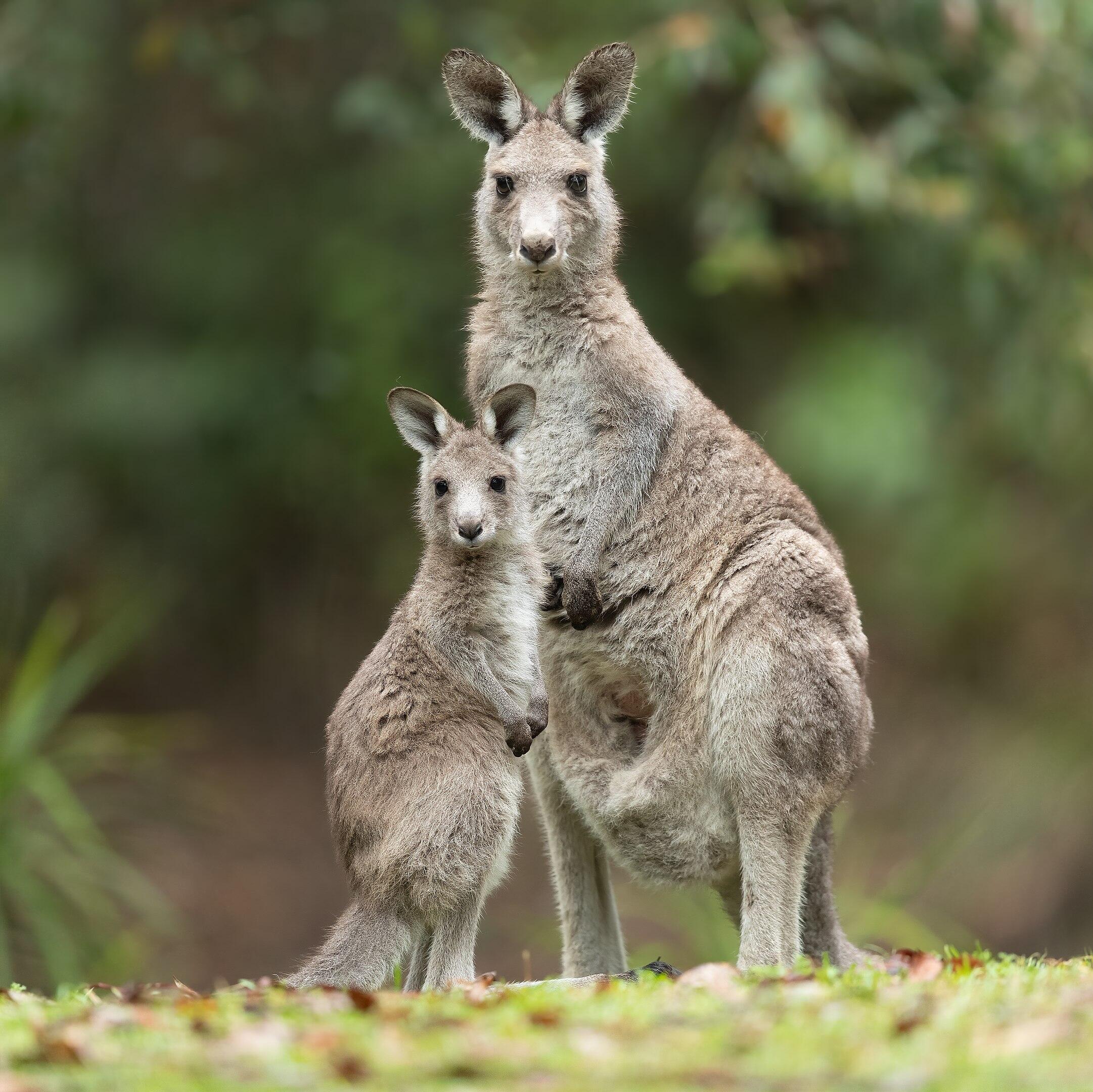 Two kangaroos in grass.