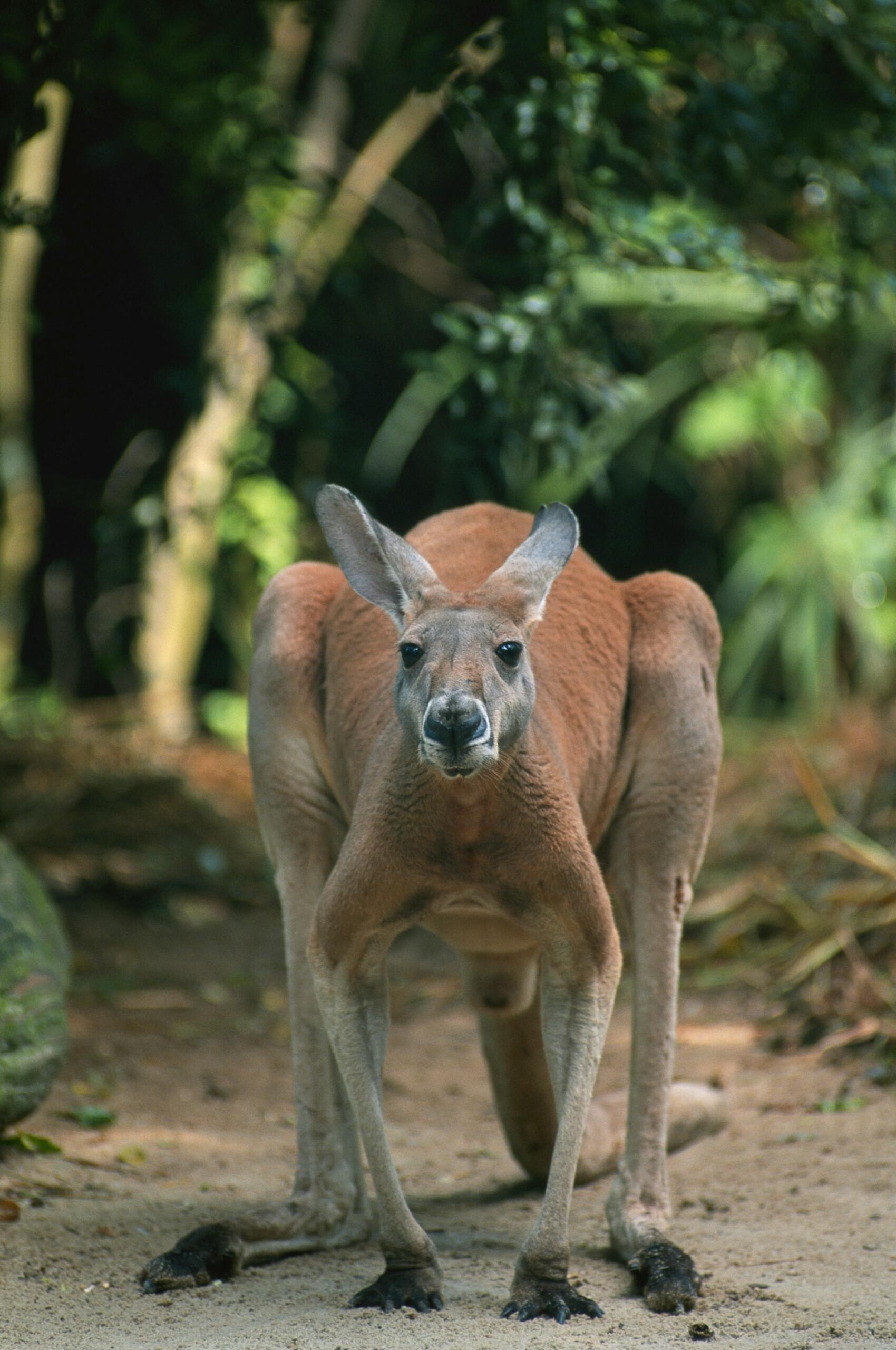 A red kangaroo squatting.