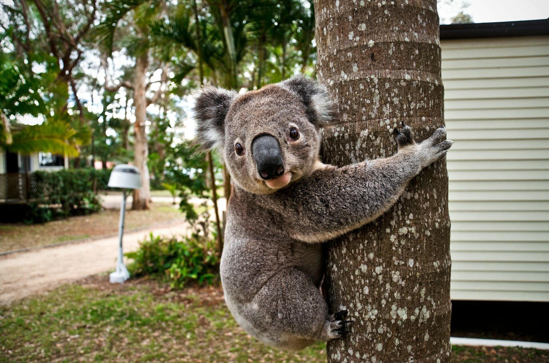 A koala hugging a tree.