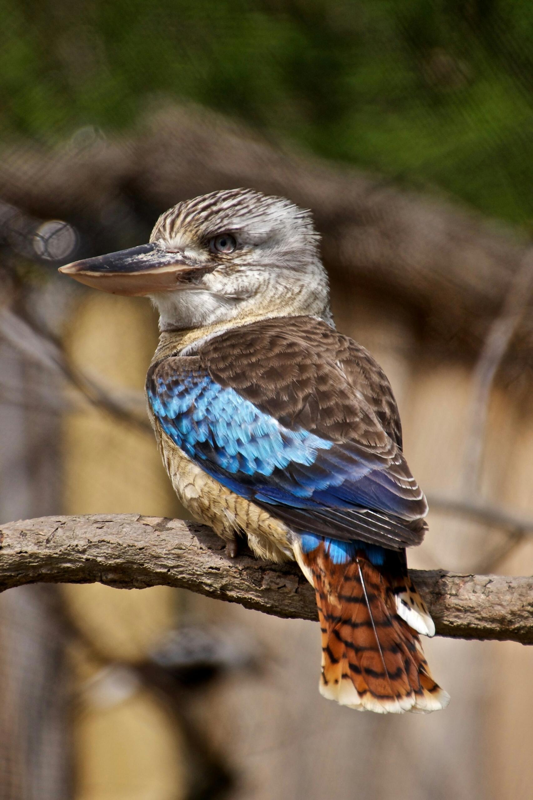 A blue-winged bird on a sunny day.