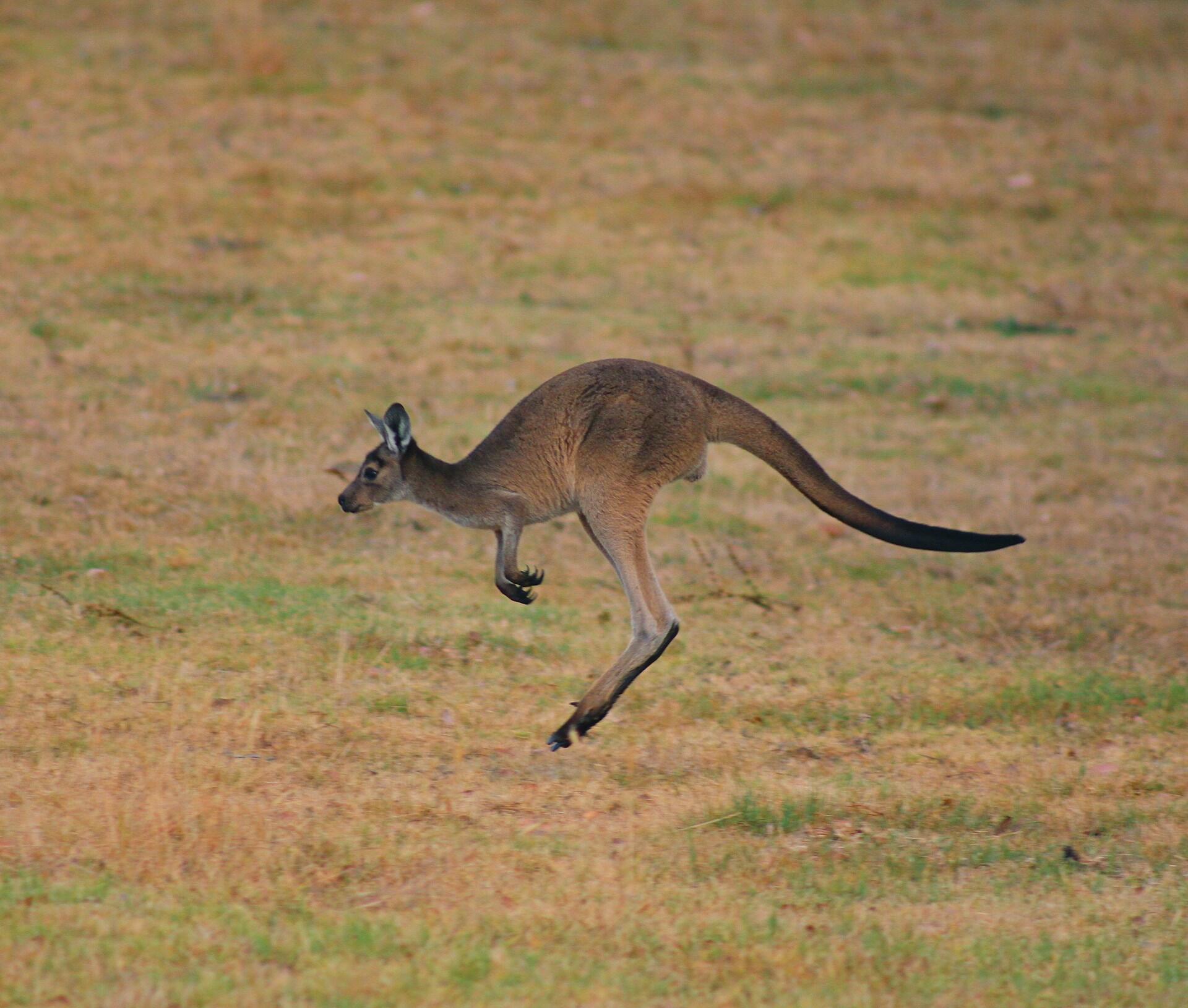 A kangaroo leaping across open land.
