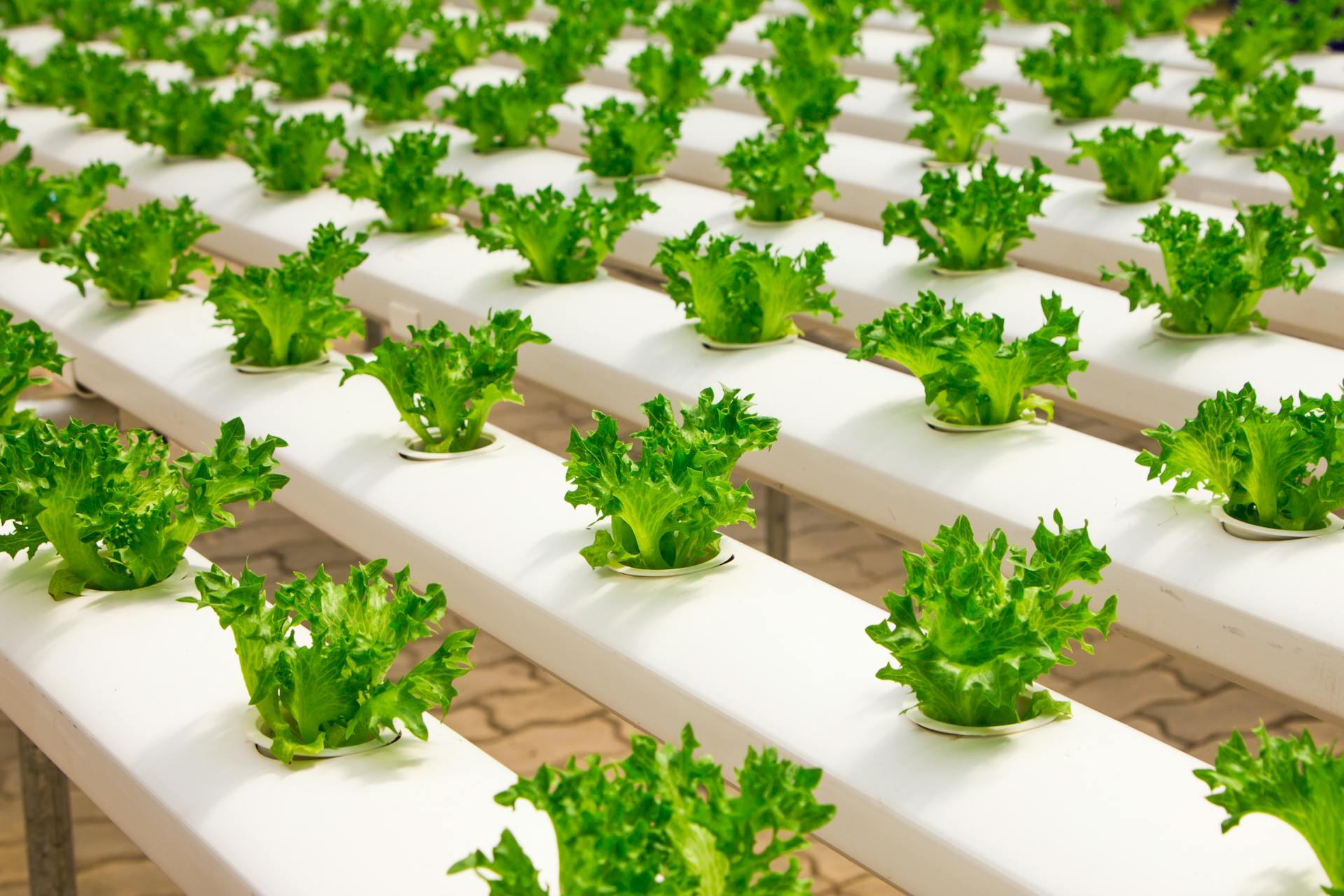 hydroponic lettuce growing in rows