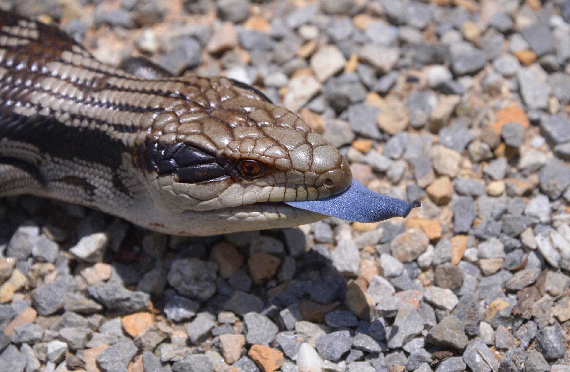 A lizard showing its blue tongue on a sunny day. 