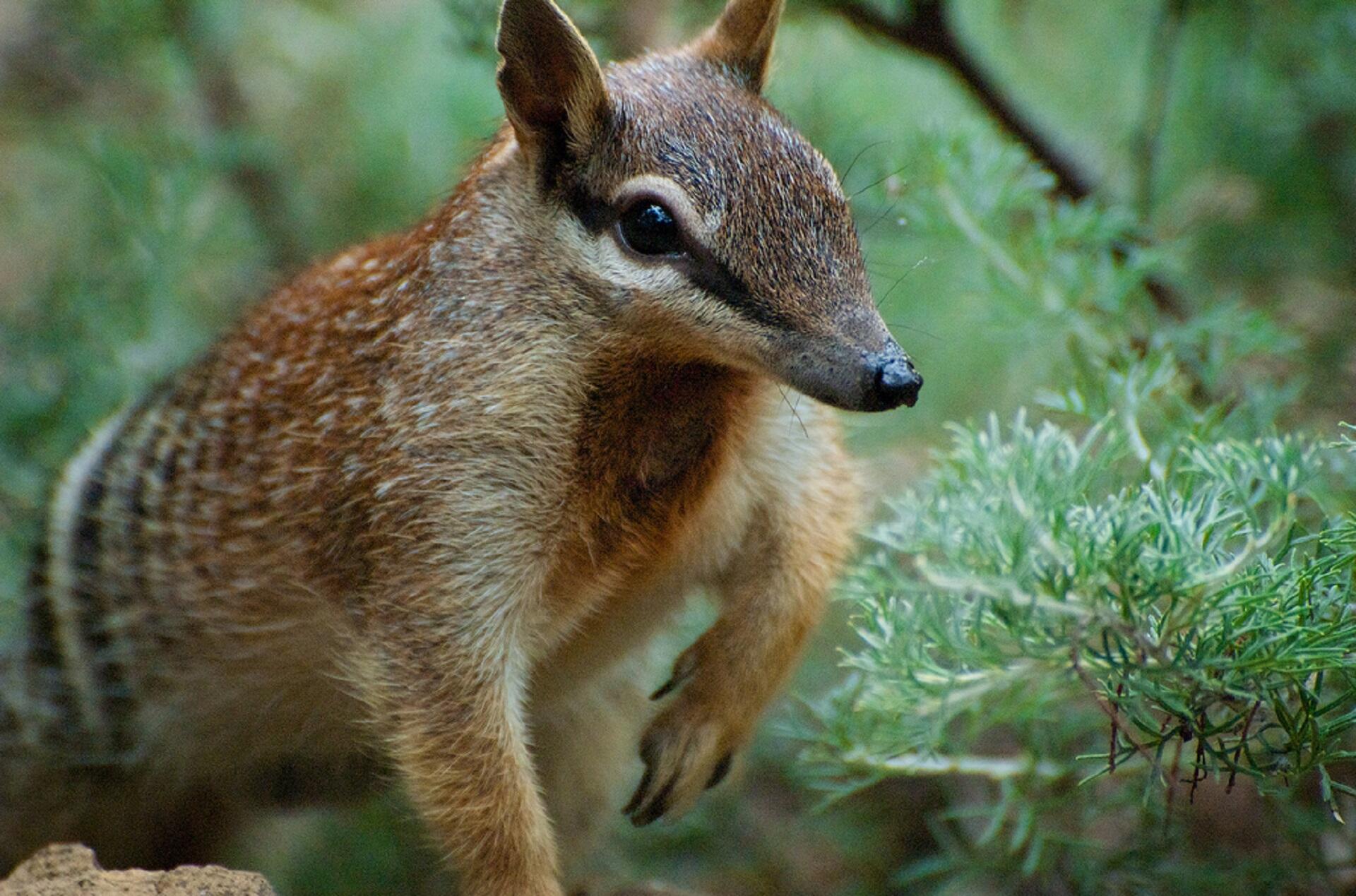 A brown animal with white and black streaks in its fur.