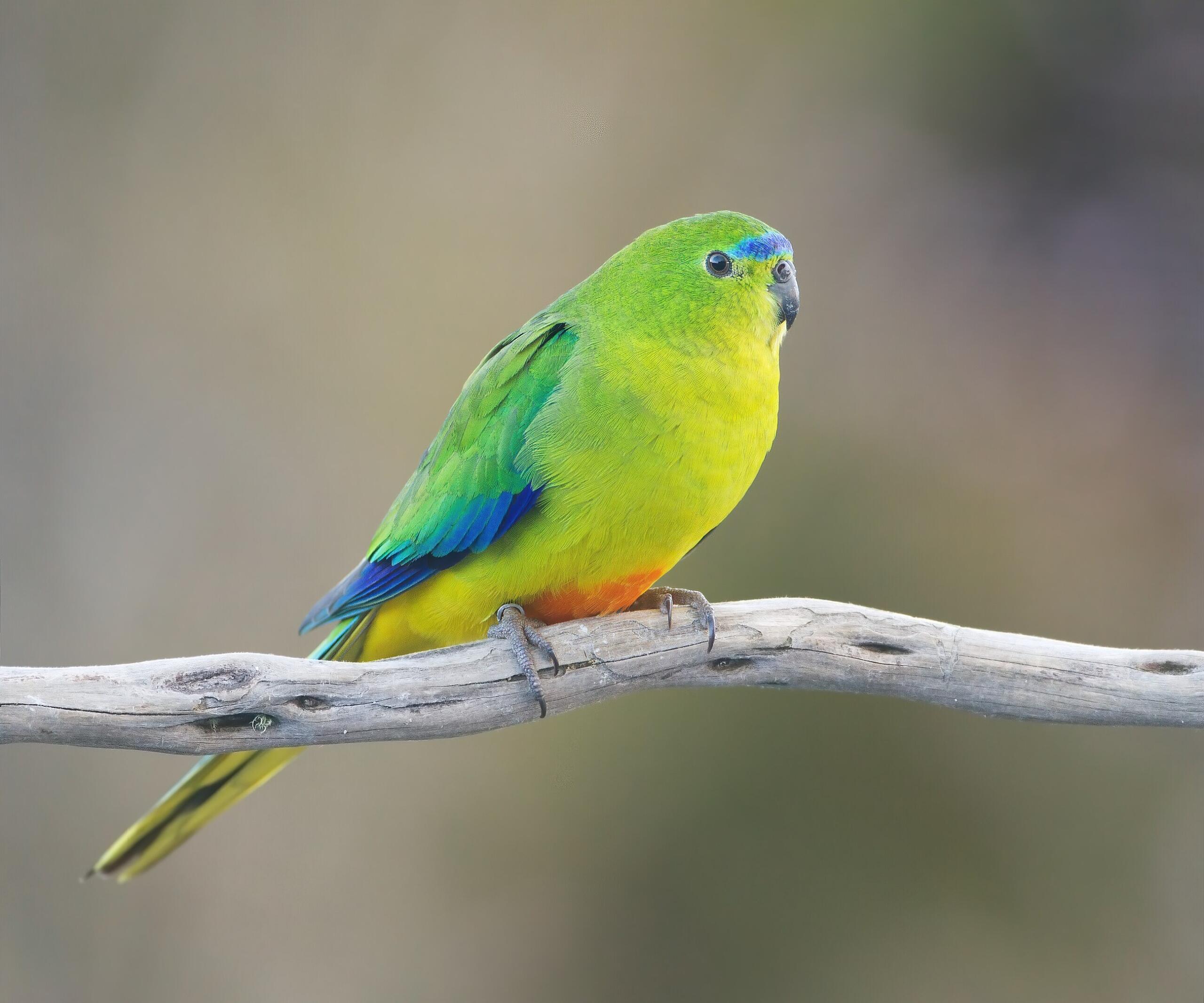 A small, multicoloured bird with an orange belly on a branch.