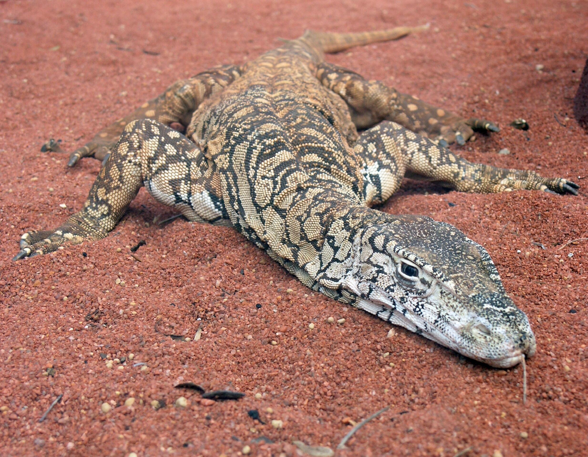 A large lizard on red dirt during daytime.