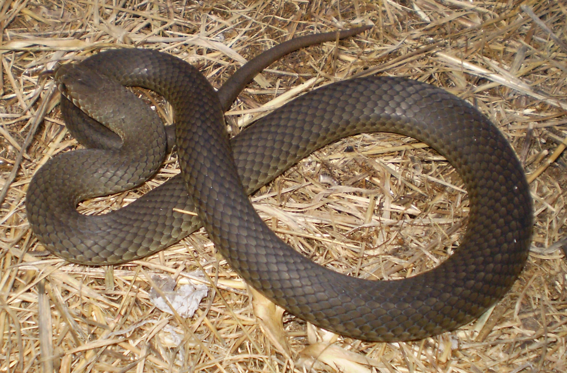 A greyish olive snake on hay.