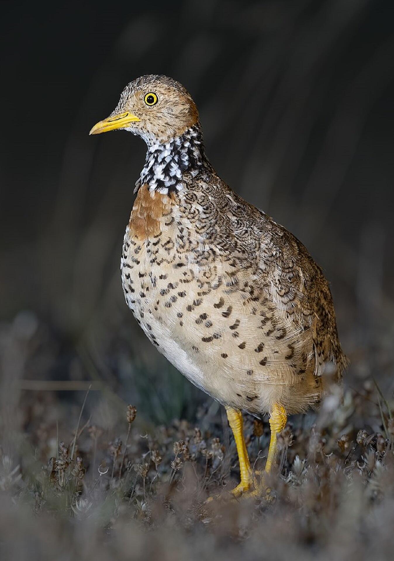 A brown bird with distinctive feather markings and a yellow beak at night.