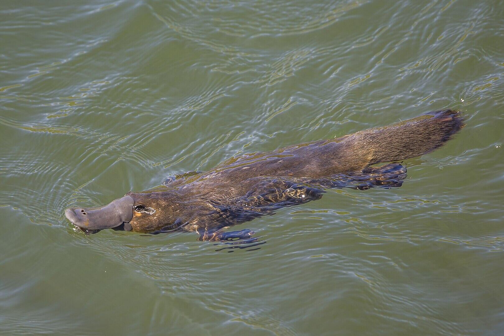 A swimming animal on a sunny day.