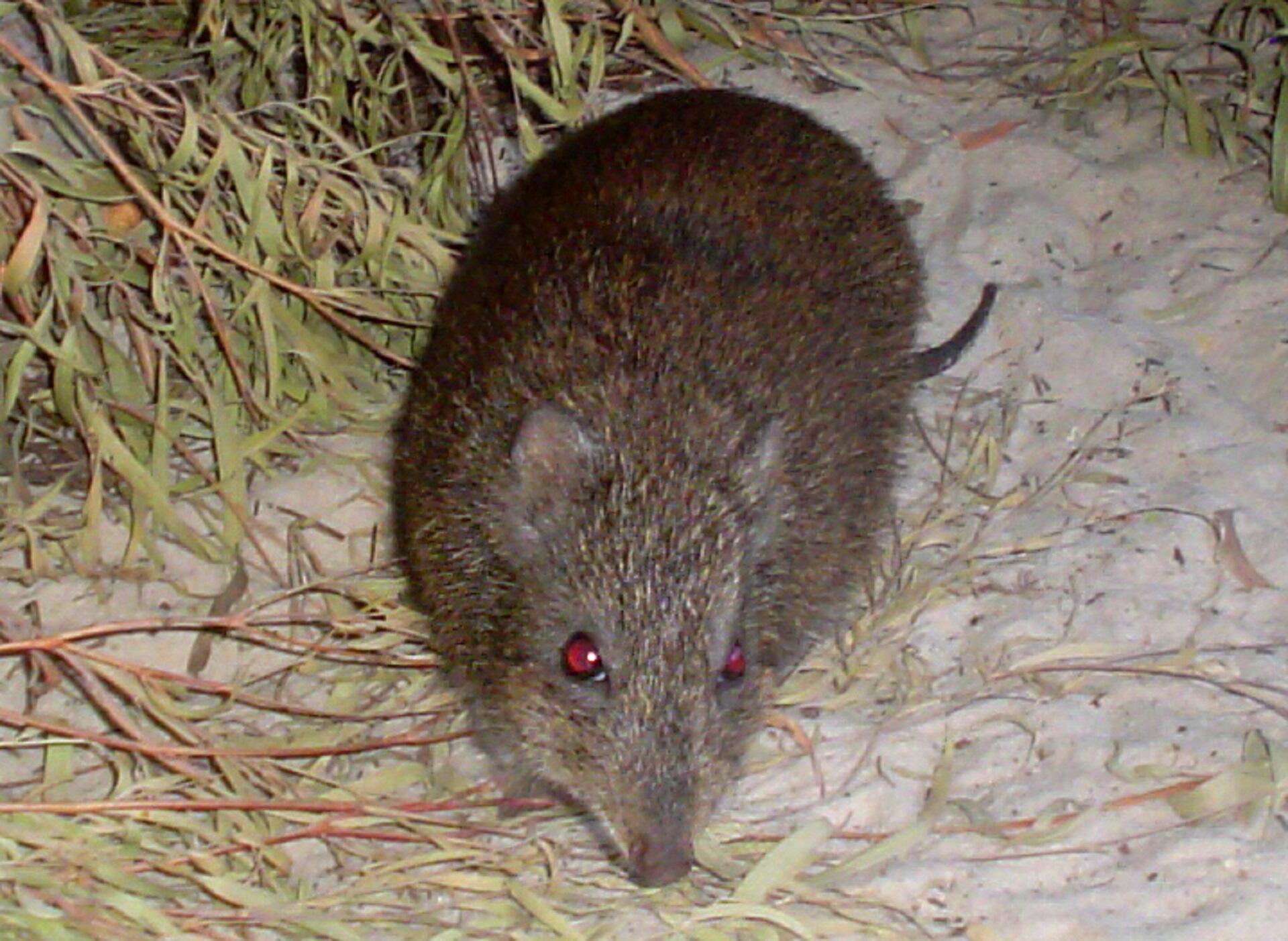 A small brown animal with red eyes.