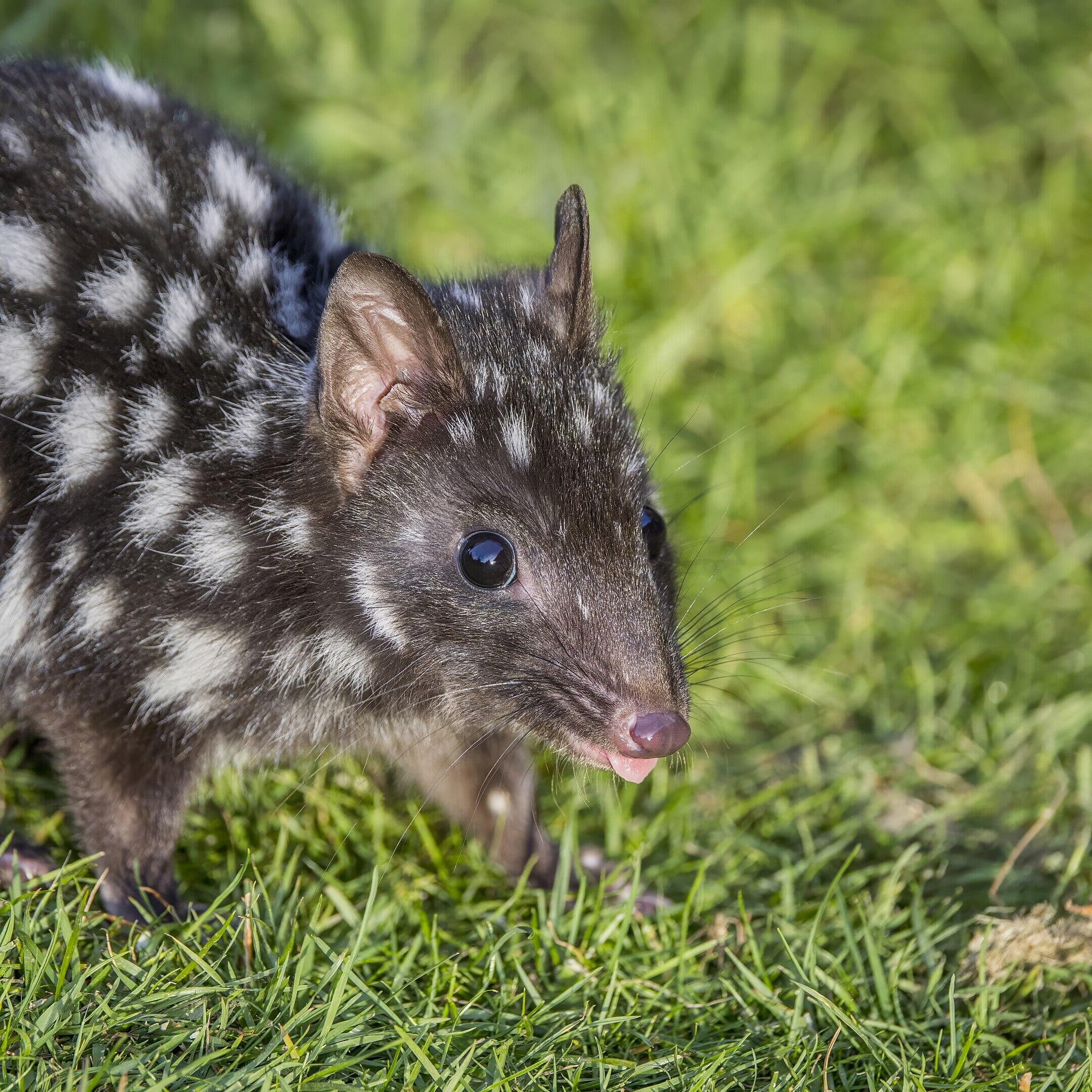 An animal with dark fur and white spots in grass.