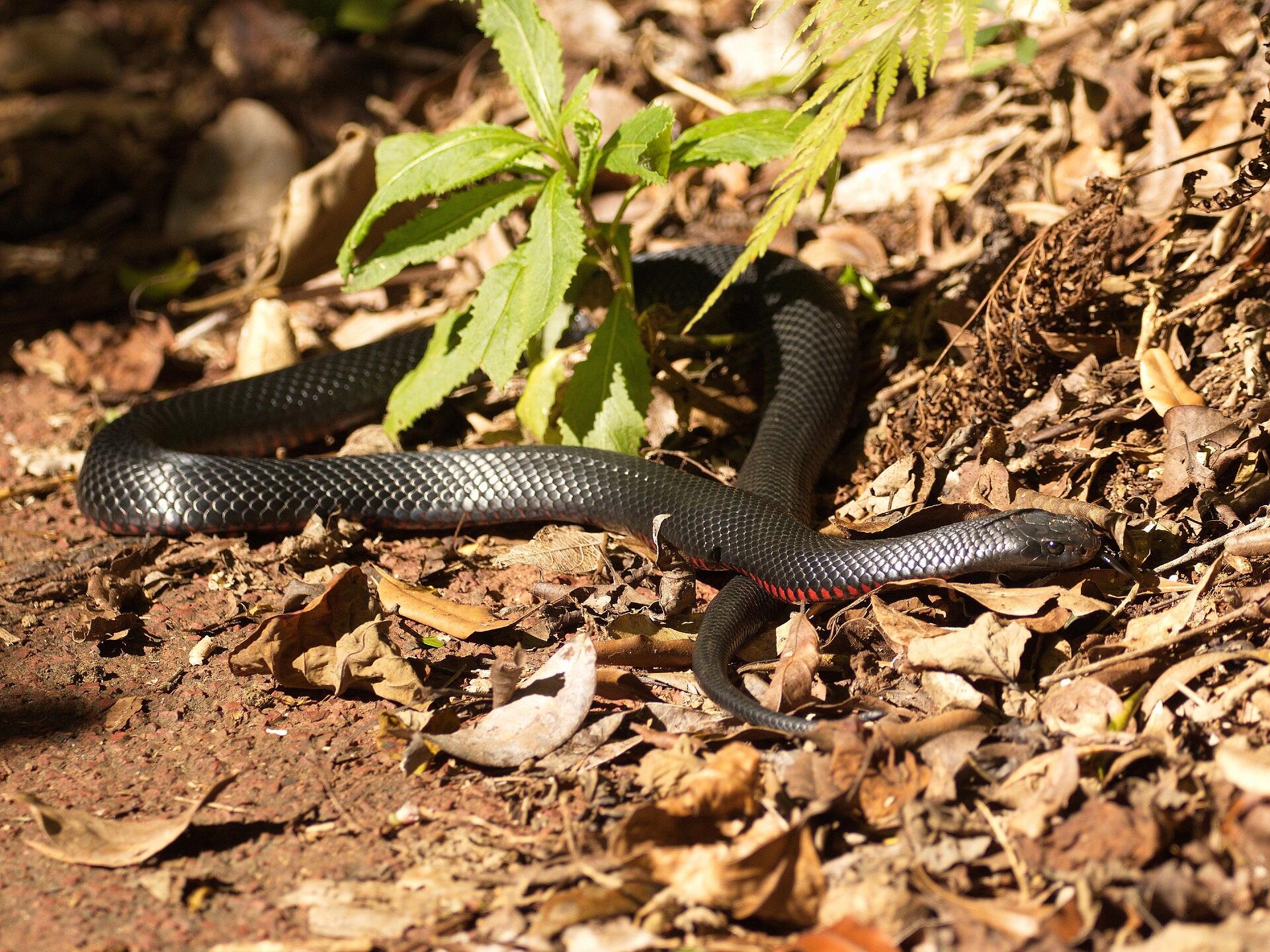 A black snake with red belly on a sunny day.