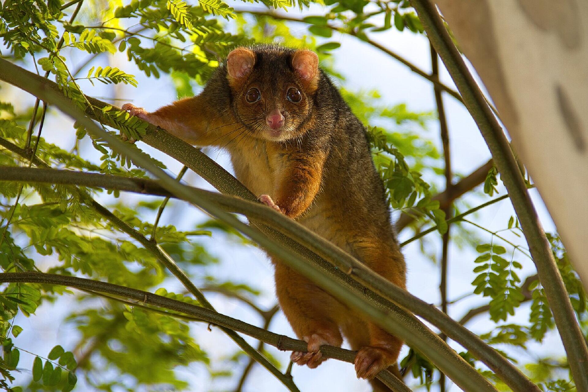 A close-up of a tree-dwelling marsupial with large eyes and bushy fur, perched on a branch amid lush green foliage.