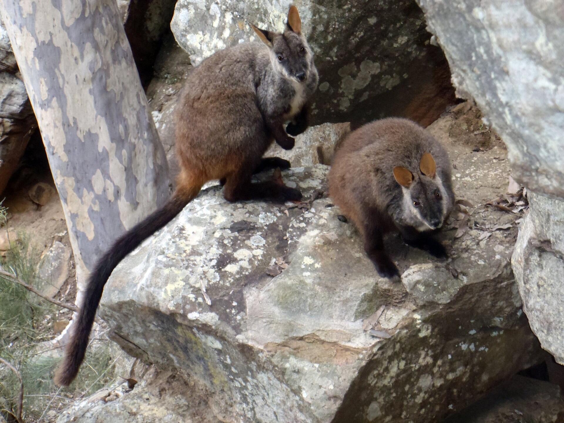 Two brown animals with long tails on a rock.