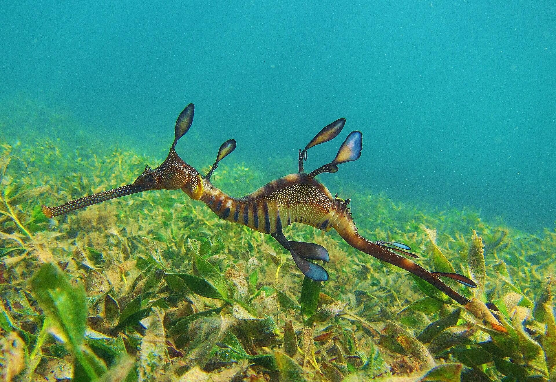 A sea dragon swimming on a sunny day.