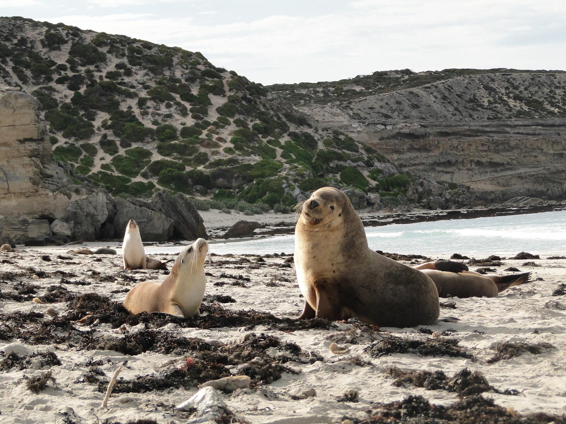 sea lions on a beach on a cloudy day.