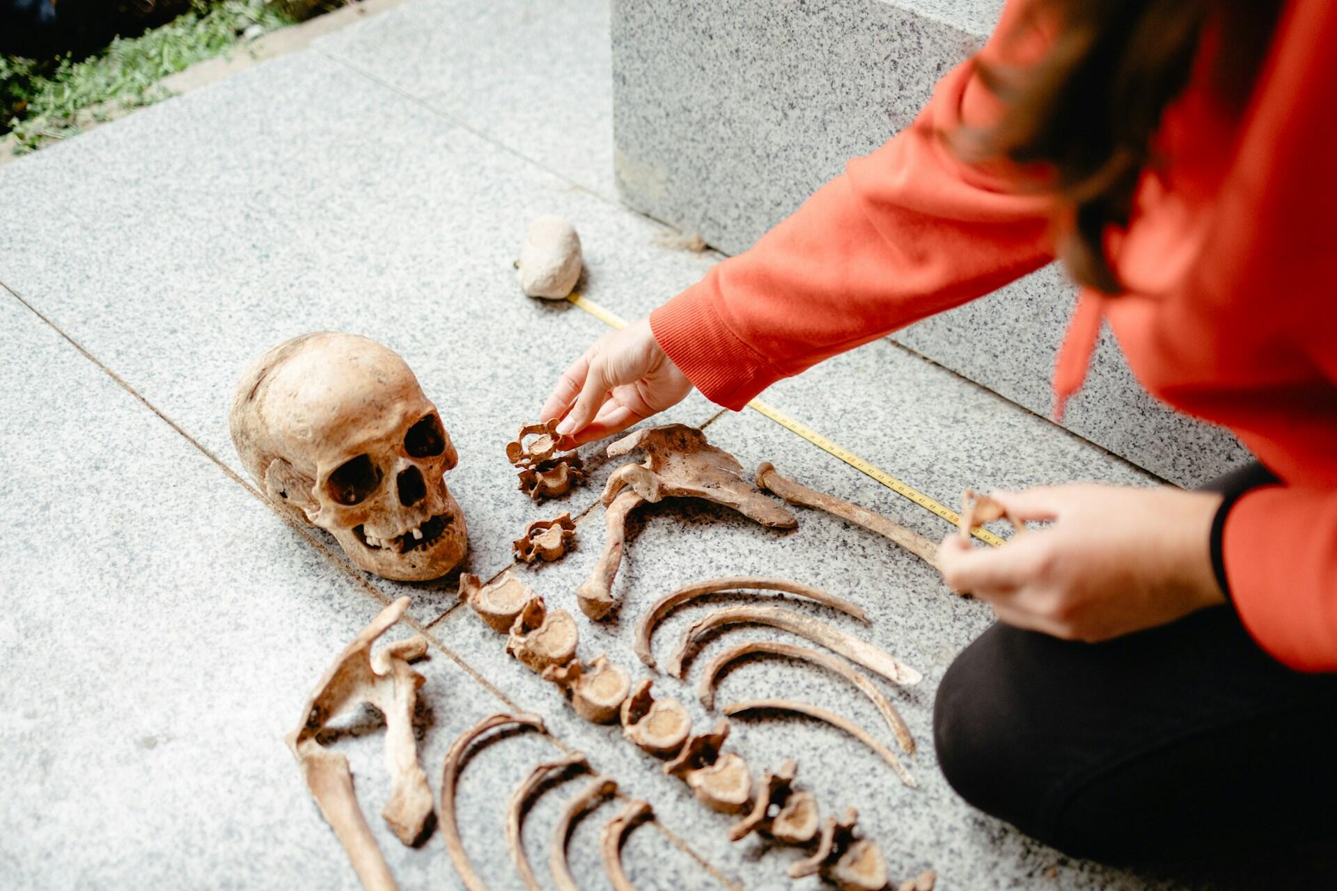 person examining a human skeleton