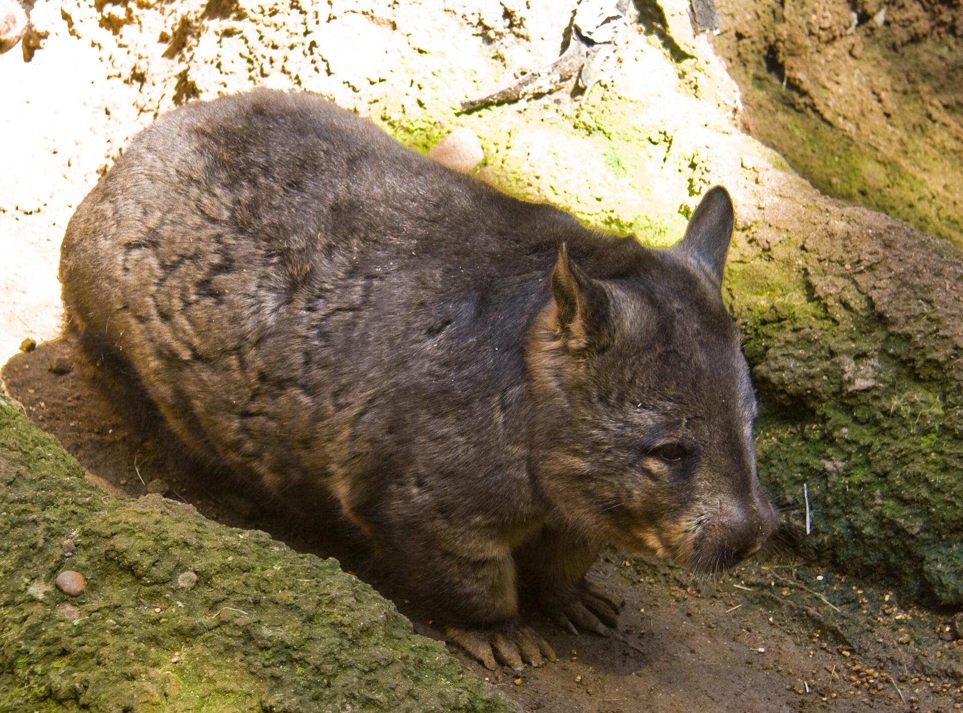 A brown animal with a short nose on a sunny day.