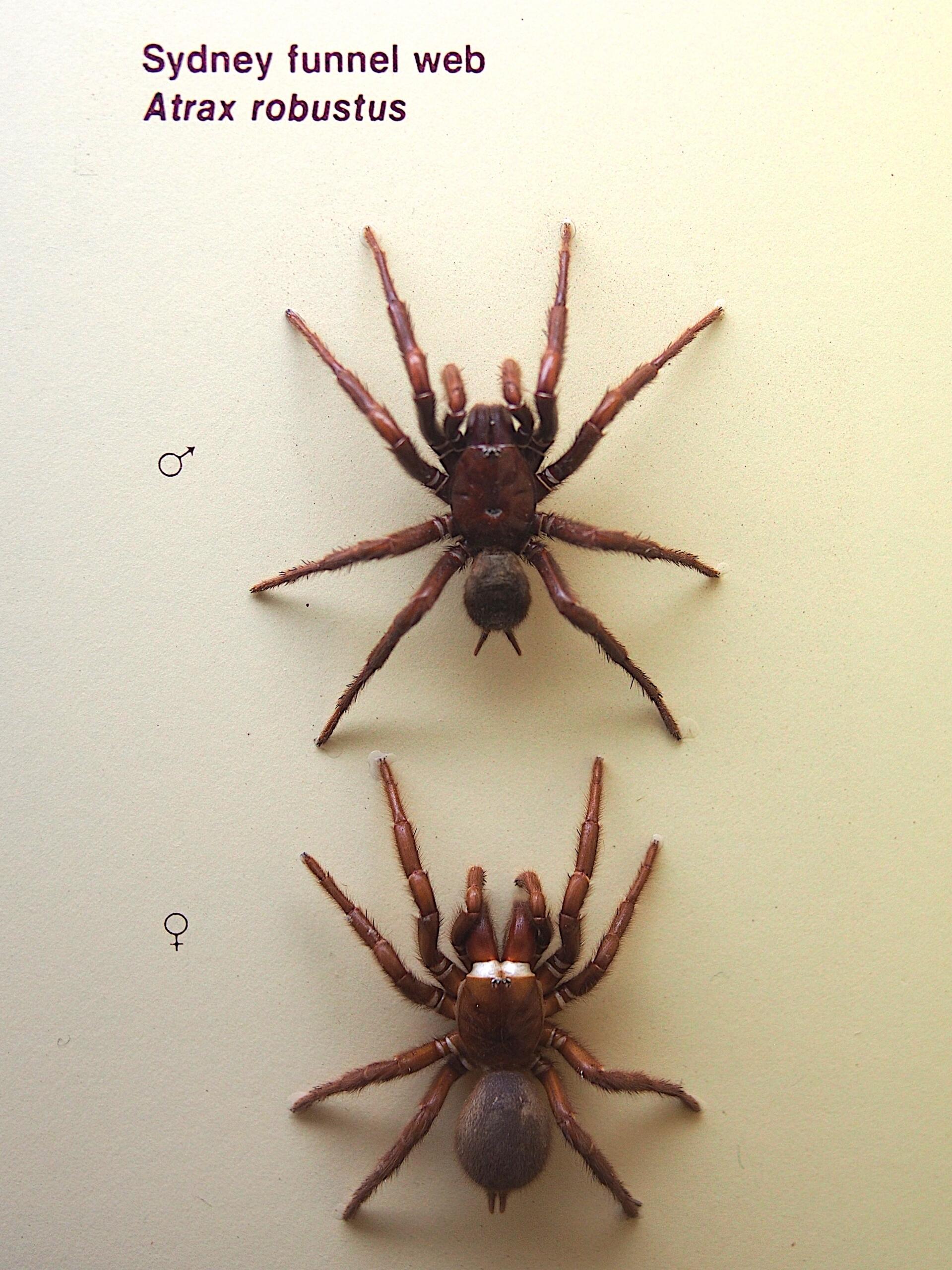 Two spiders against a white background.