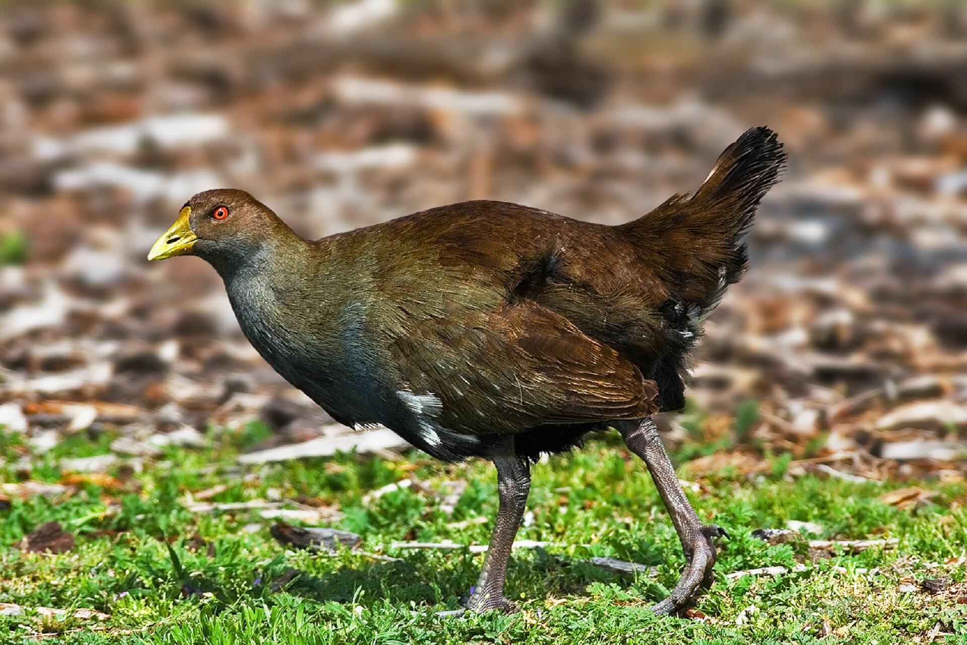 A brown bird with white streak walking on grass.